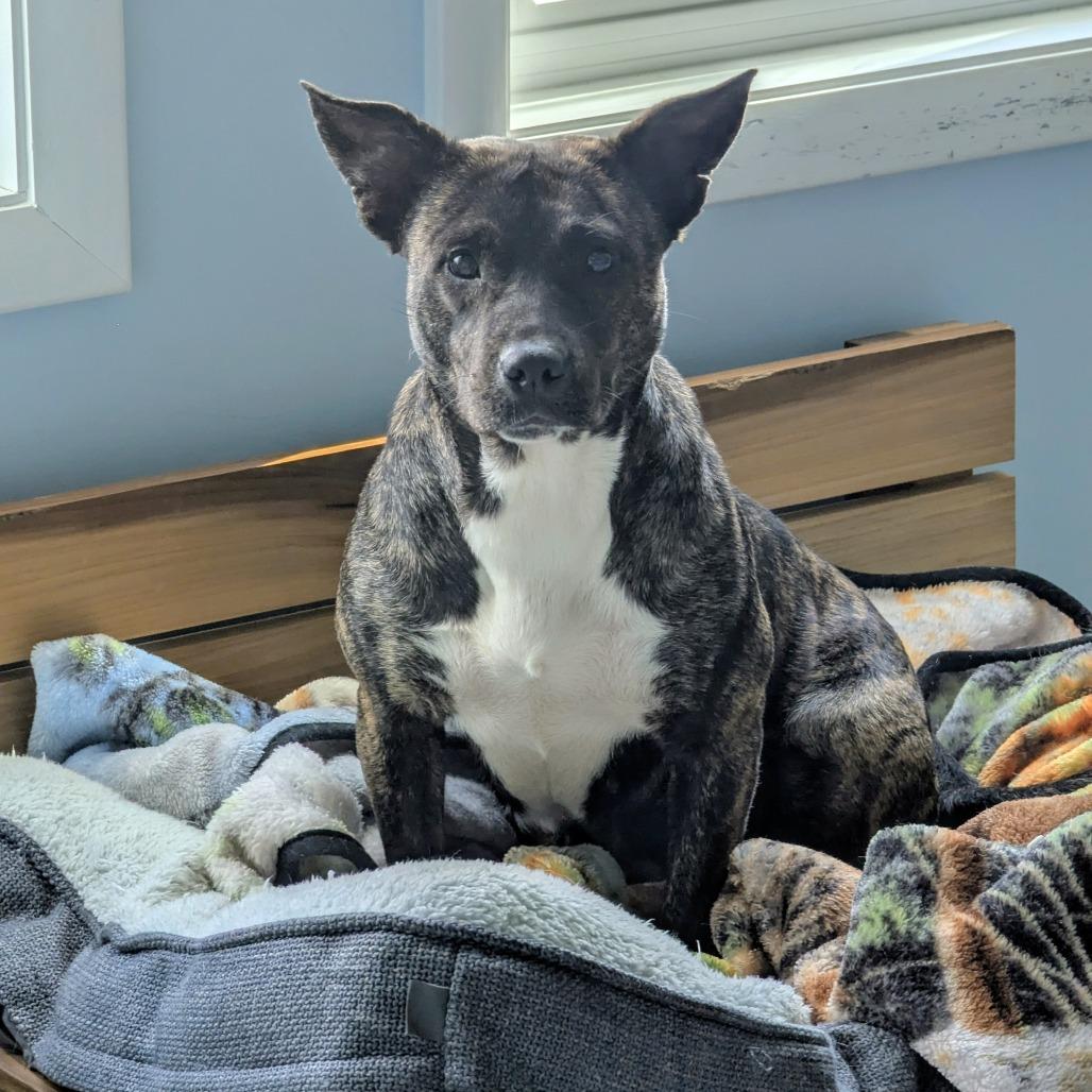 Enlarge Maryland, a Adoptable Mixed Breed in Winchester, TN image 1/1