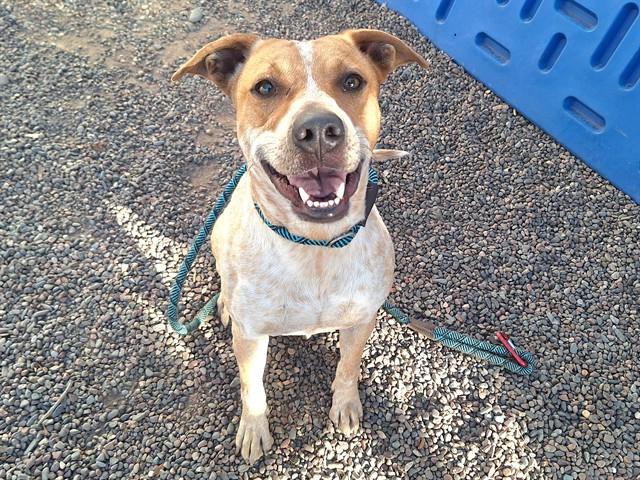 Enlarge SRIRACHA, a Adoptable mixed breed in Phoenix, AZ image 1/1