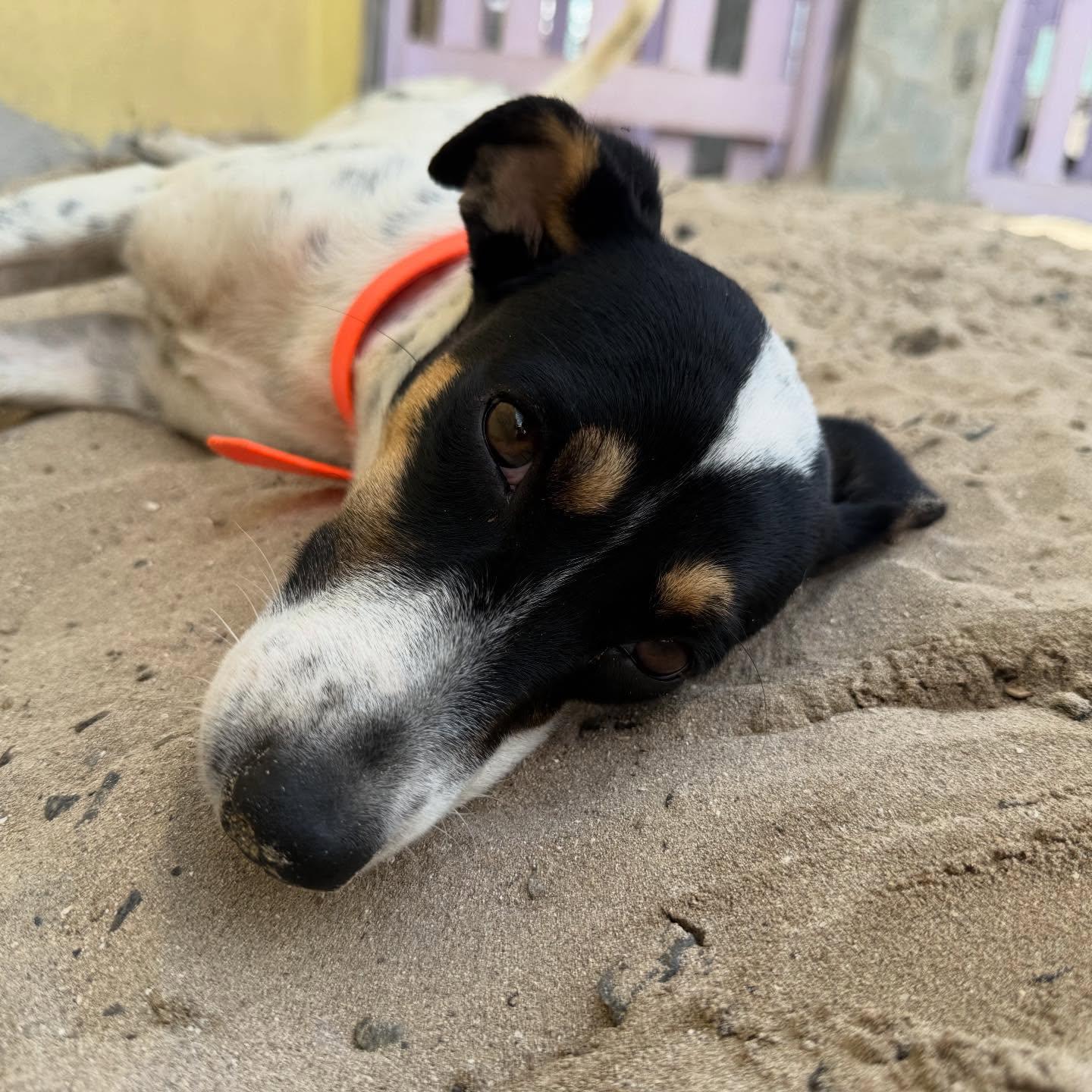 Lindy, a ADOPTABLE mixed breed in Rockaway Point, NY image 3/6