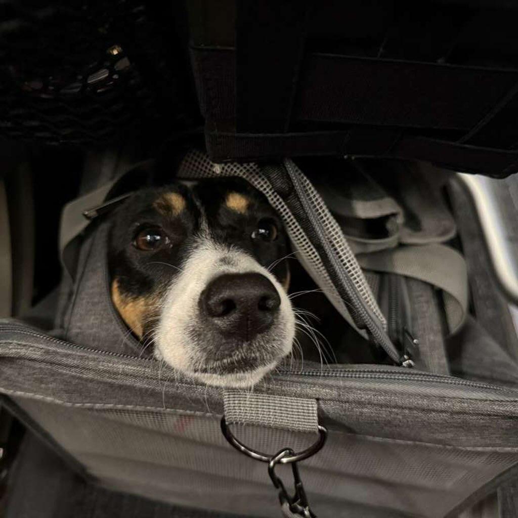 Lindy, a ADOPTABLE mixed breed in Rockaway Point, NY image 6/6
