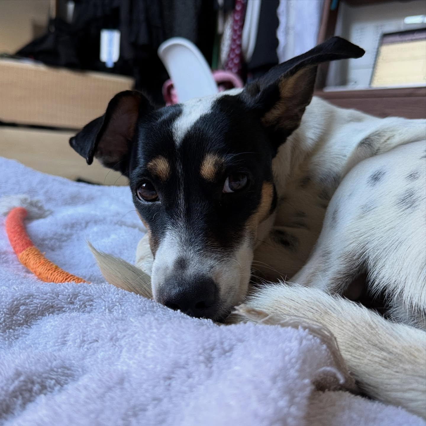 Lindy, a ADOPTABLE mixed breed in Rockaway Point, NY image 4/6