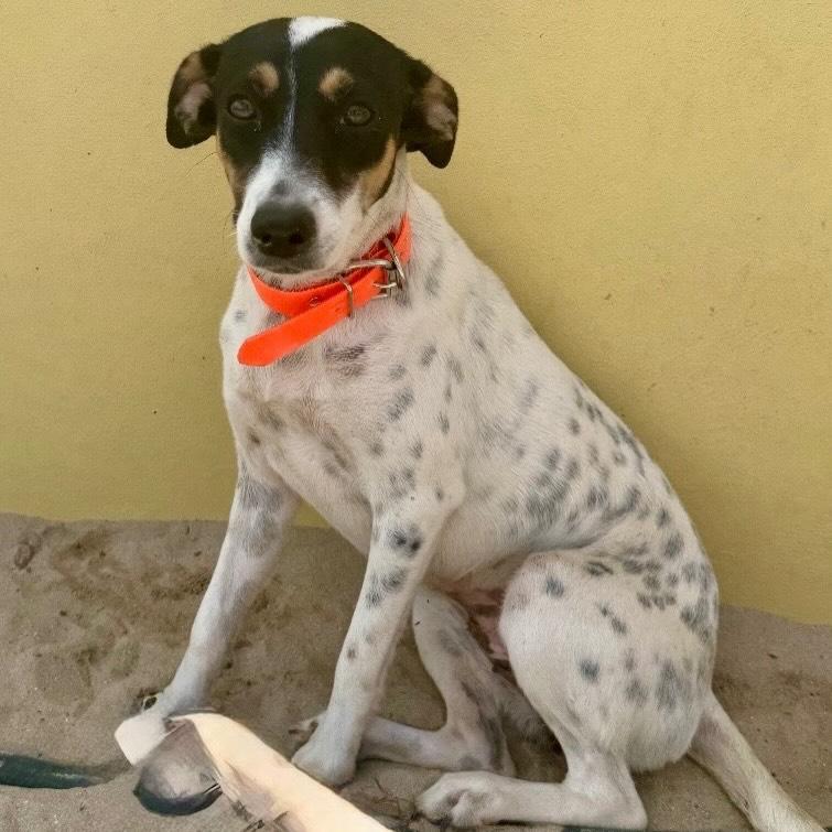 Lindy, a ADOPTABLE mixed breed in Rockaway Point, NY image 2/6