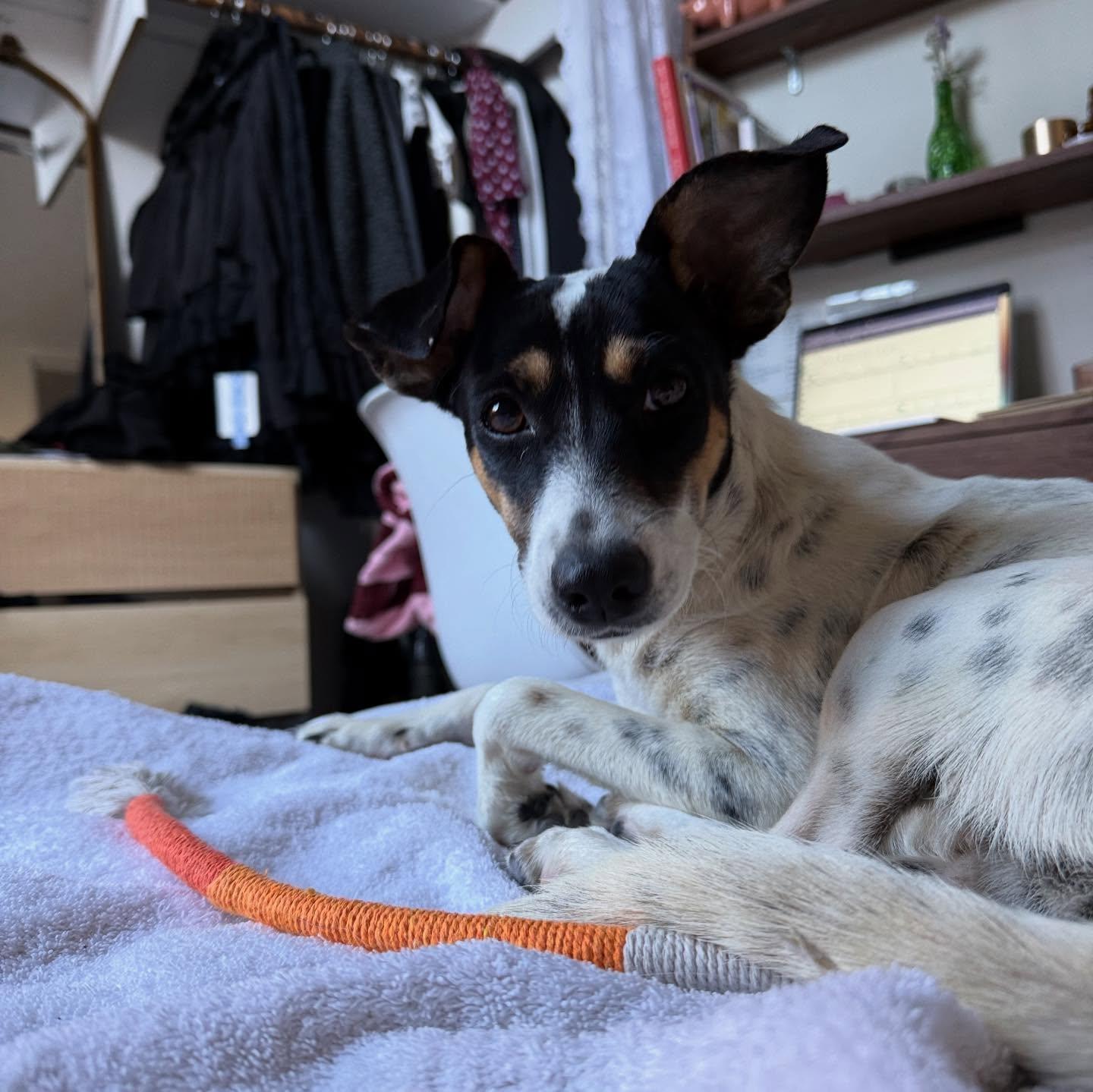 Lindy, a ADOPTABLE mixed breed in Rockaway Point, NY image 5/6