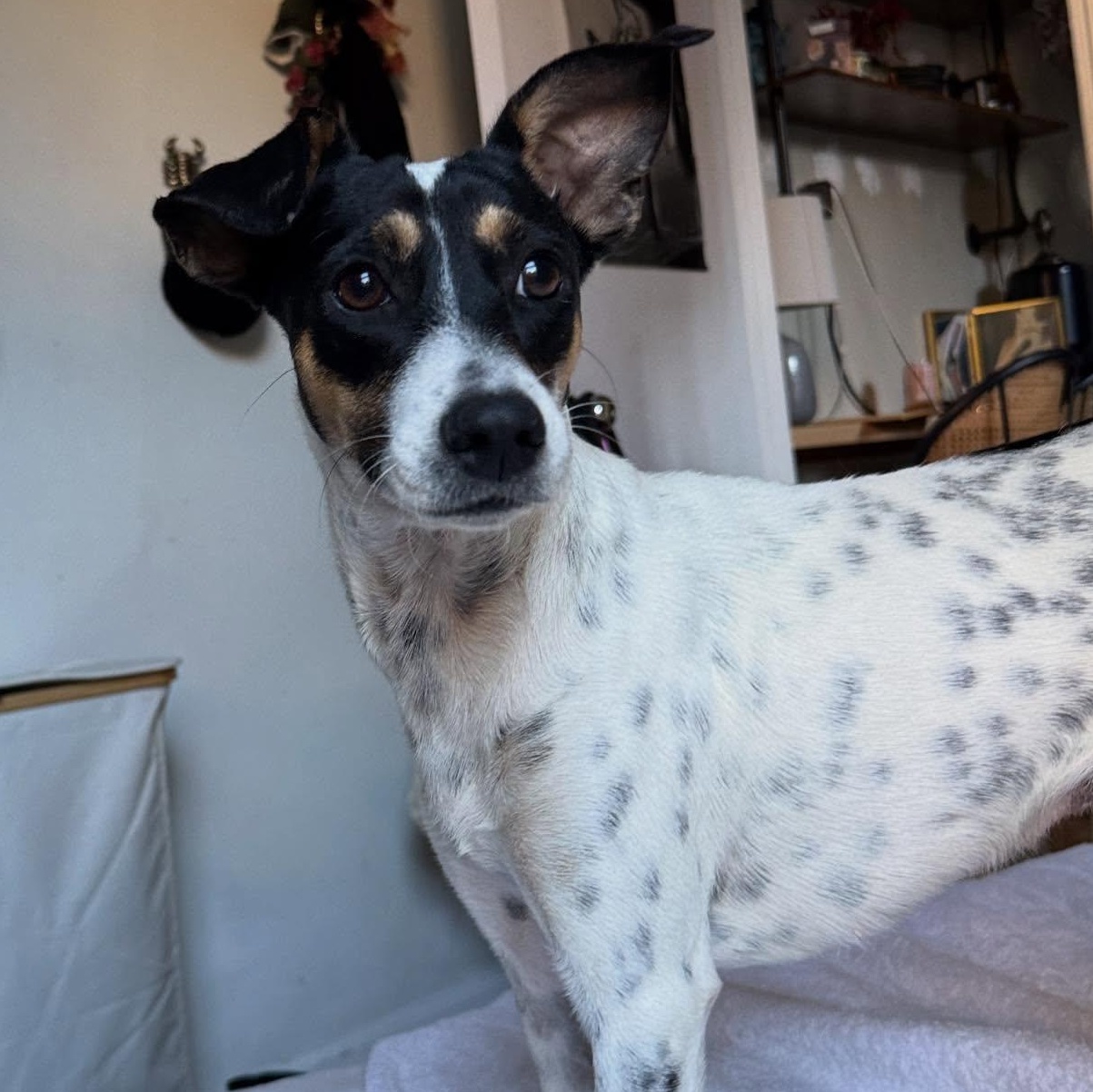 Lindy, a ADOPTABLE mixed breed in Rockaway Point, NY image 1/6