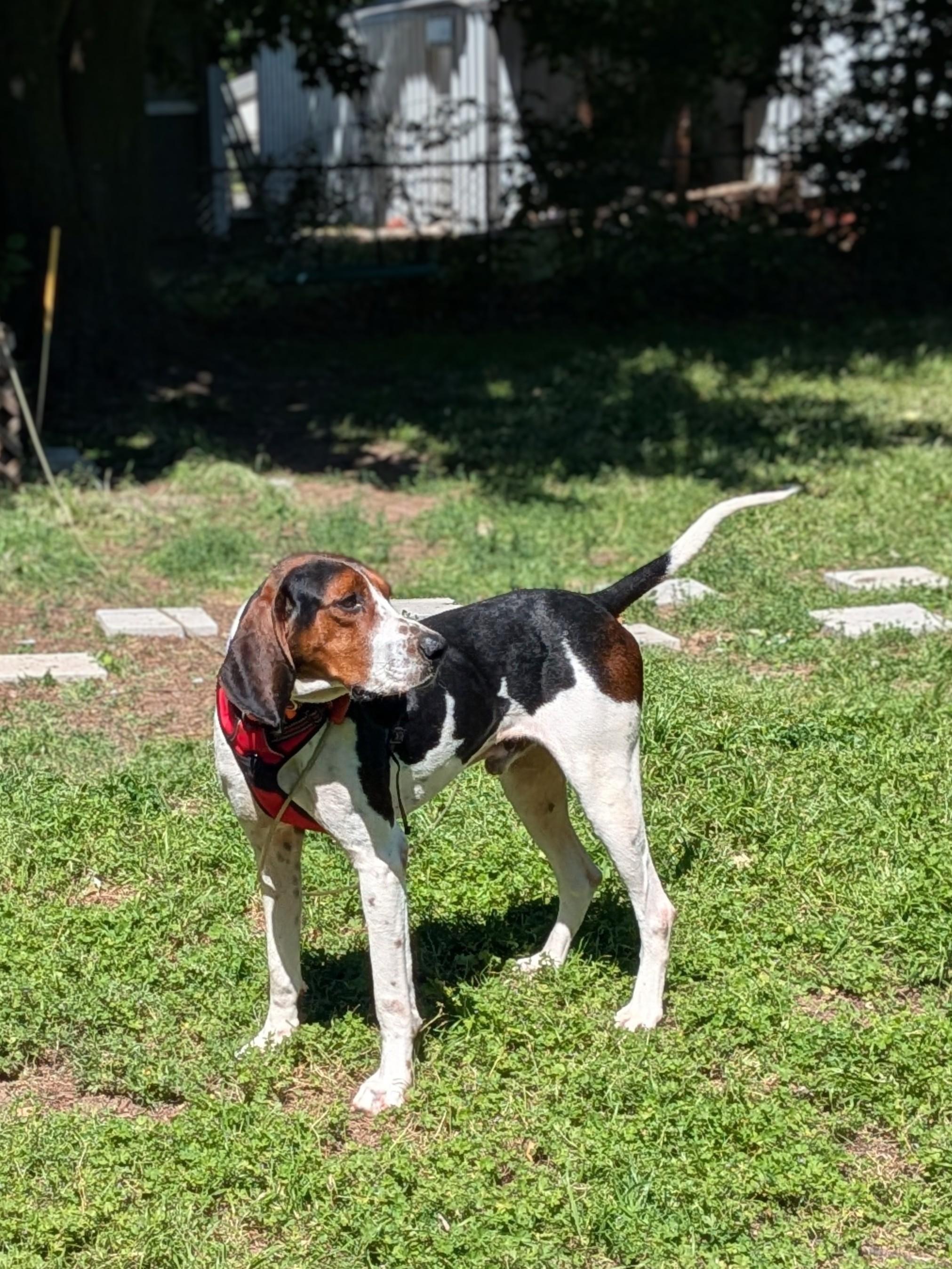 Archer, Adoptable, Young Male Treeing Walker Coonhound.
