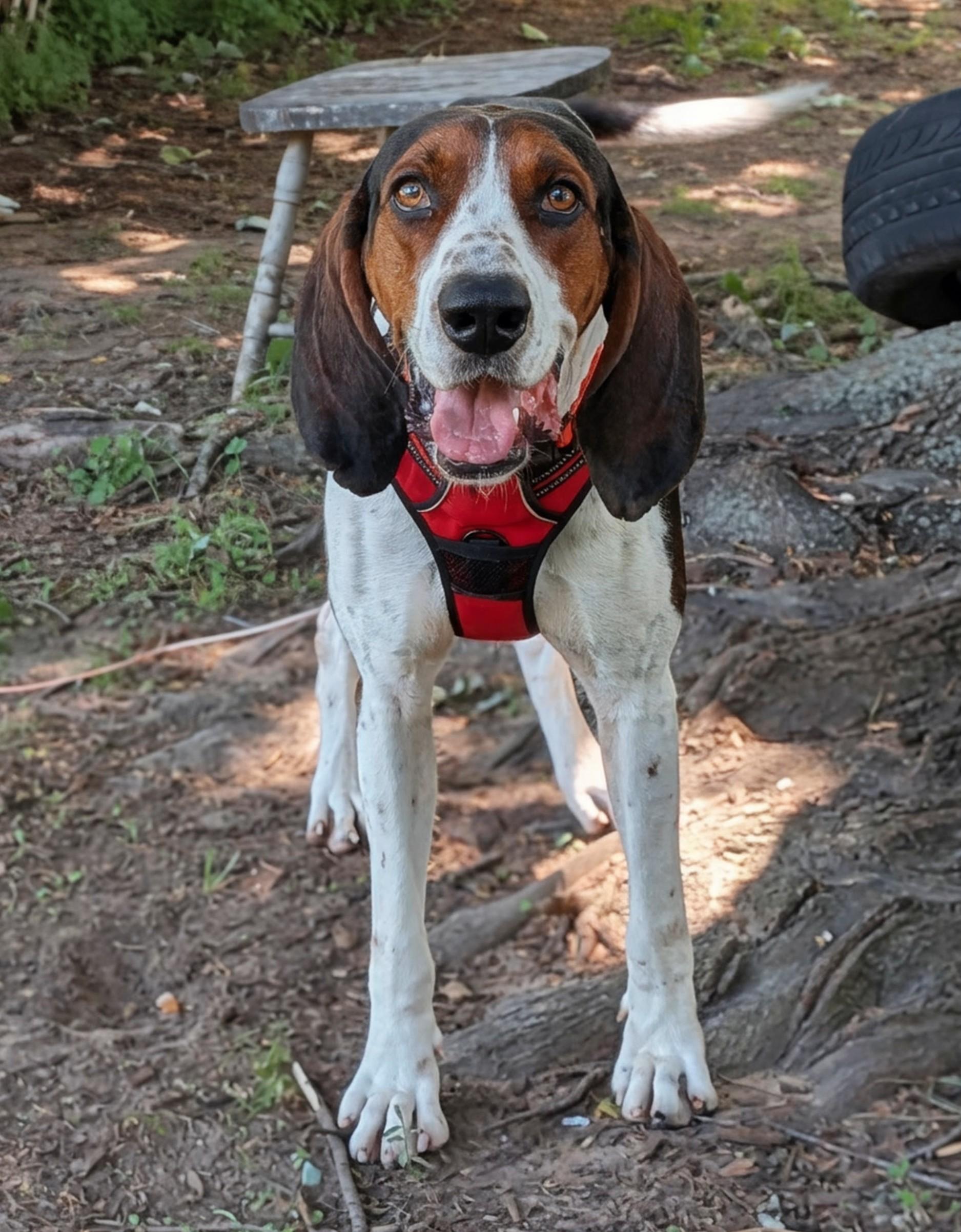Archer, a Adoptable Treeing Walker Coonhound in TULSA, OK image 2/5