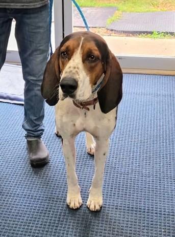 Archer, a Adoptable Treeing Walker Coonhound in TULSA, OK image 3/5