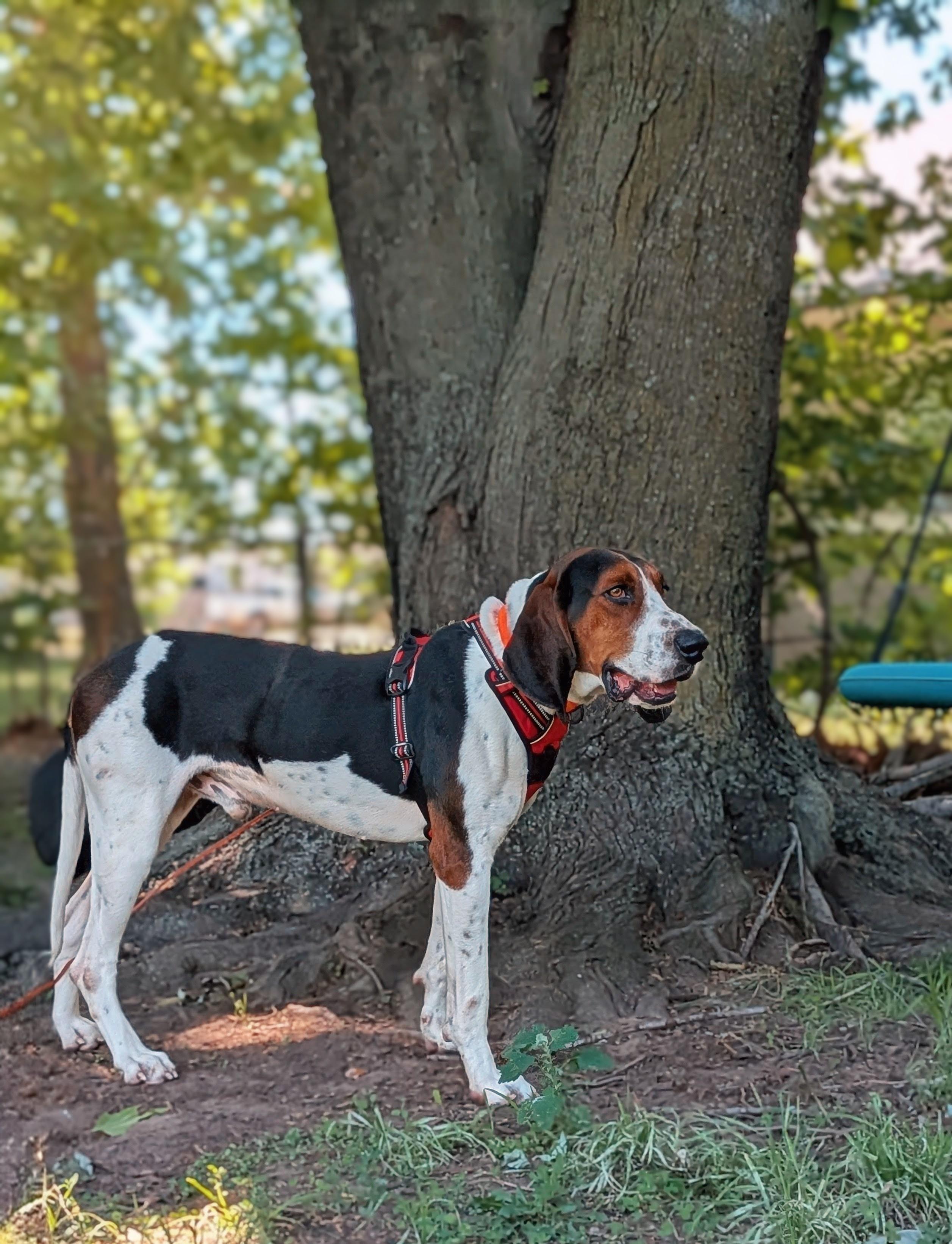 Archer, a Adoptable Treeing Walker Coonhound in TULSA, OK image 4/5