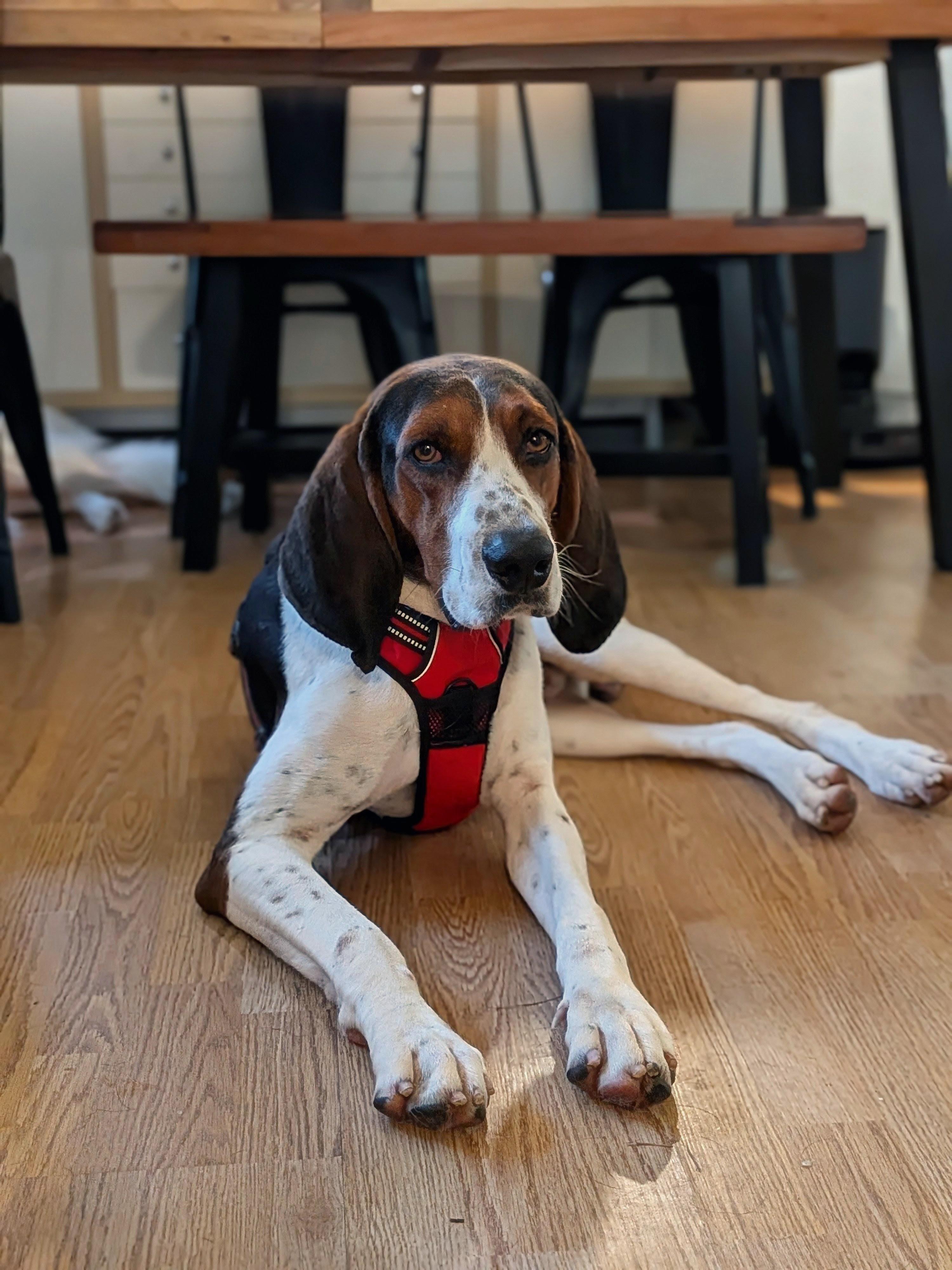 Archer, a Adoptable Treeing Walker Coonhound in TULSA, OK image 5/5