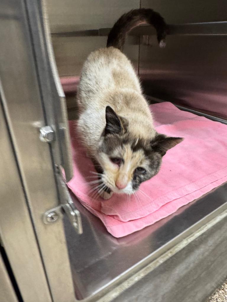 Nova, Adoptable, Young Female Domestic Short Hair.