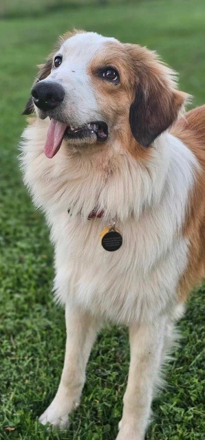 Finley, Adopted, Adult Male English Shepherd.