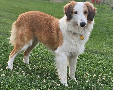 Finley, Adopted, Adult Male English Shepherd.