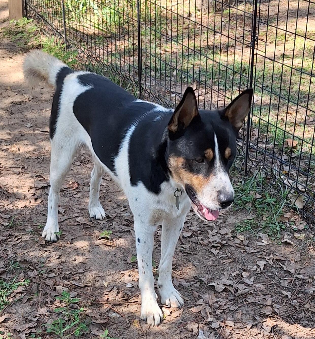 Troy, Adoptable, Young Male Australian Cattle Dog / Blue Heeler.