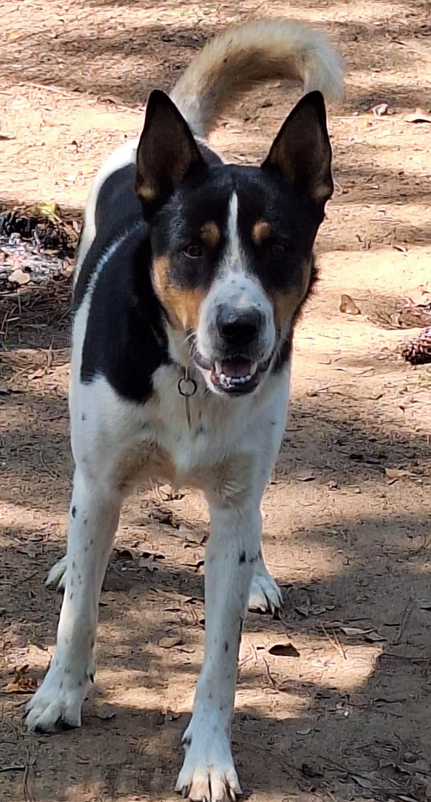 Troy, a Adoptable mixed breed in Crestview, FL image 2/2