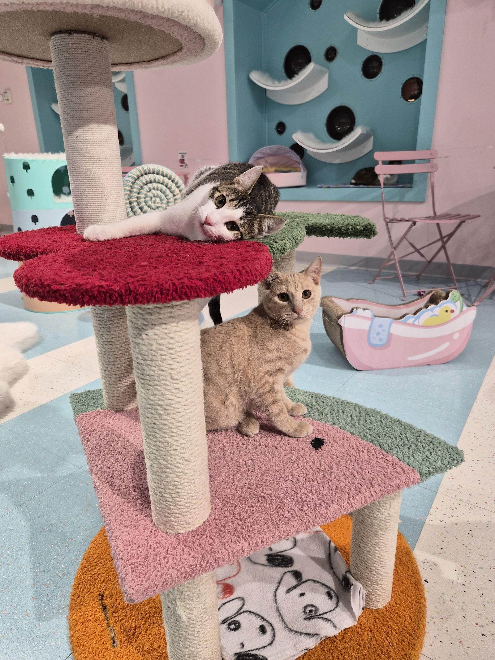 Flopsy  Kbc thumbnail 2