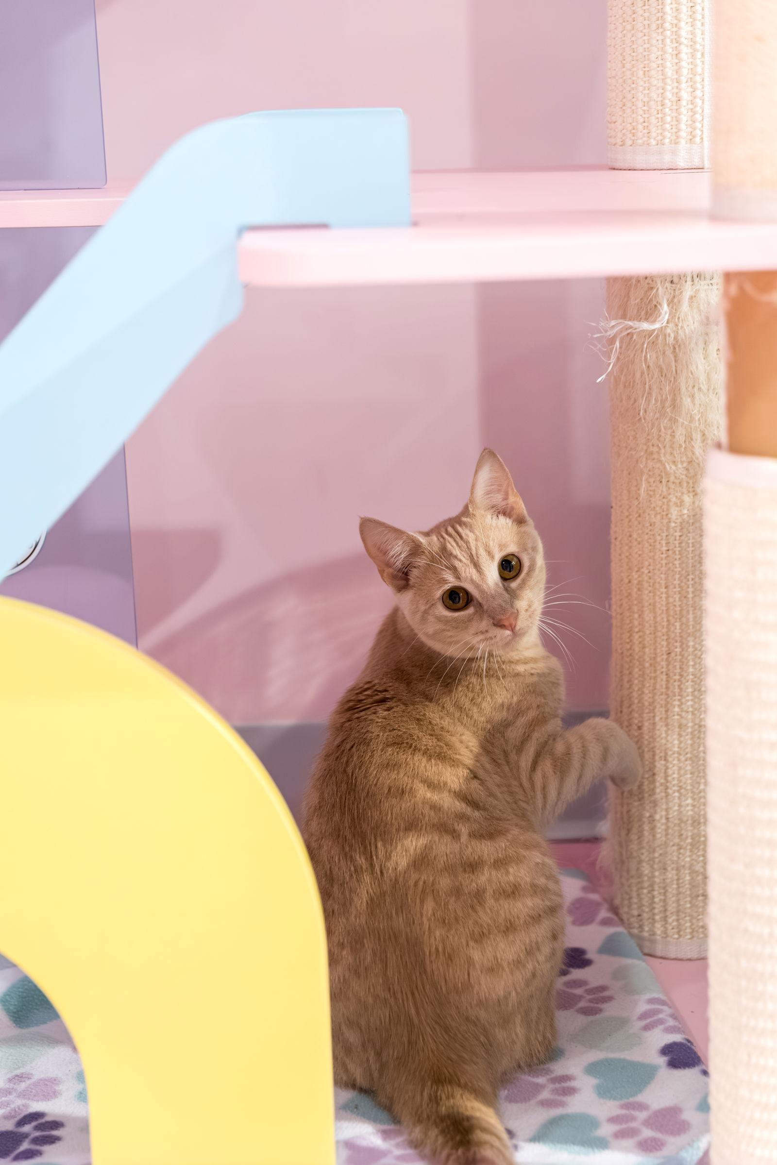 Flopsy  Kbc thumbnail 3