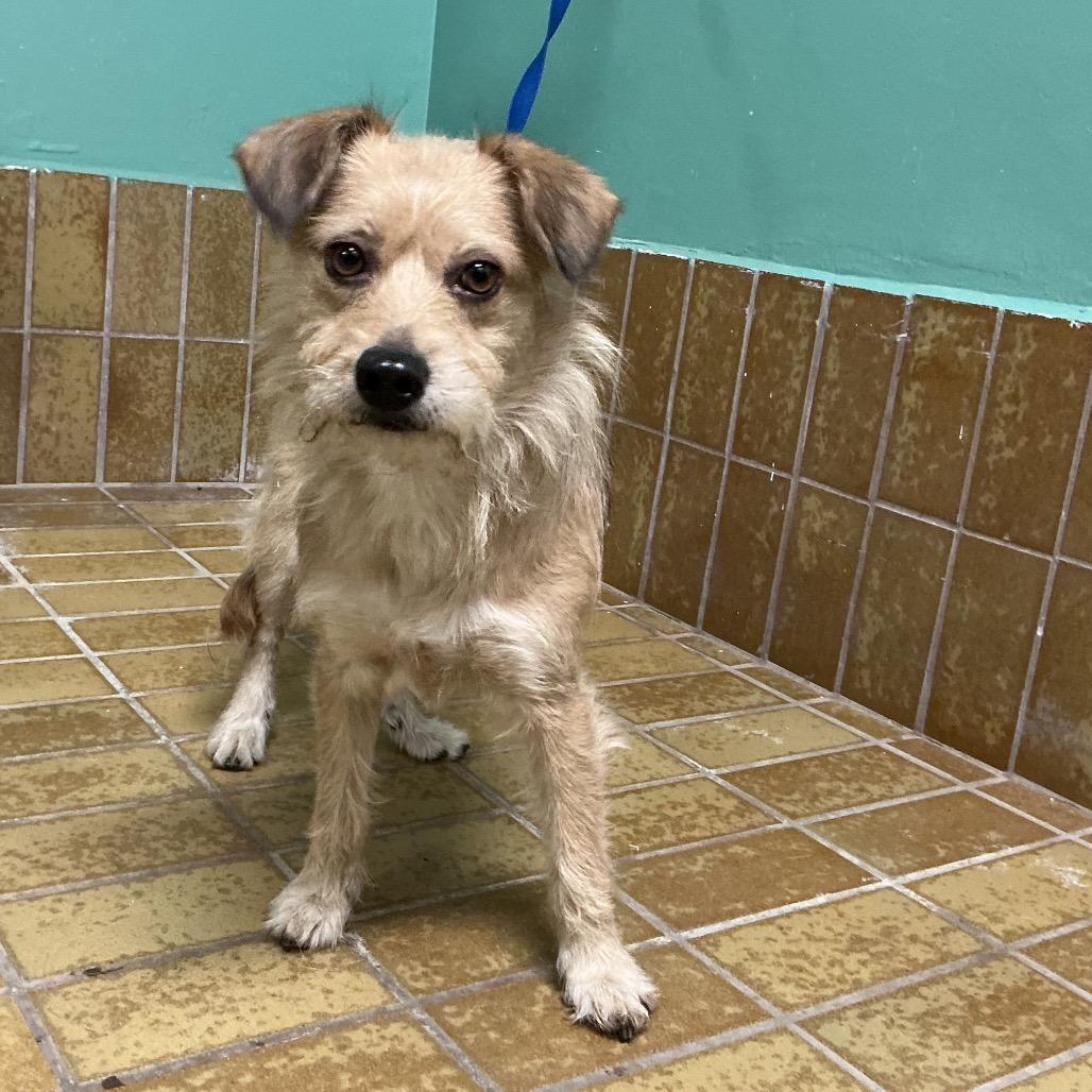 Enlarge Scrappy, a Adoptable mixed breed in San Gabriel, CA image 1/1