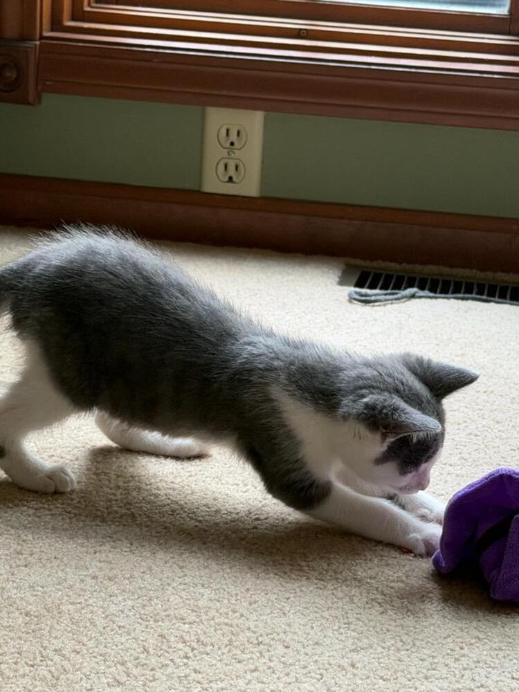 Enlarge Graham, a Adoptable Domestic Medium Hair in Lorain, OH image 1/4