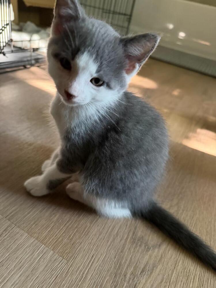 Enlarge Graham, a Adoptable Domestic Medium Hair in Lorain, OH image 2/4