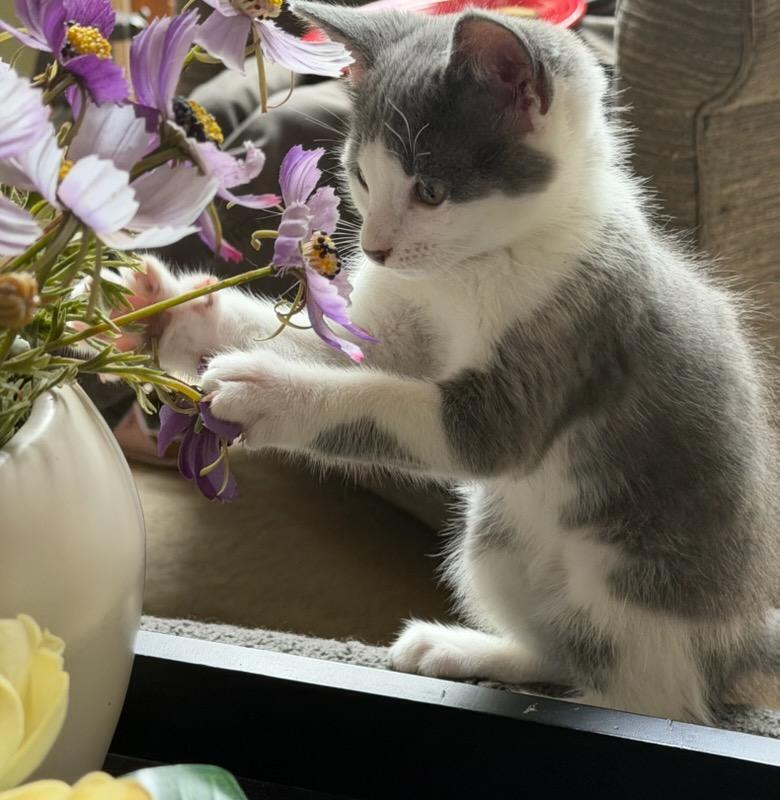Enlarge Graham, a Adoptable Domestic Medium Hair in Lorain, OH image 3/4