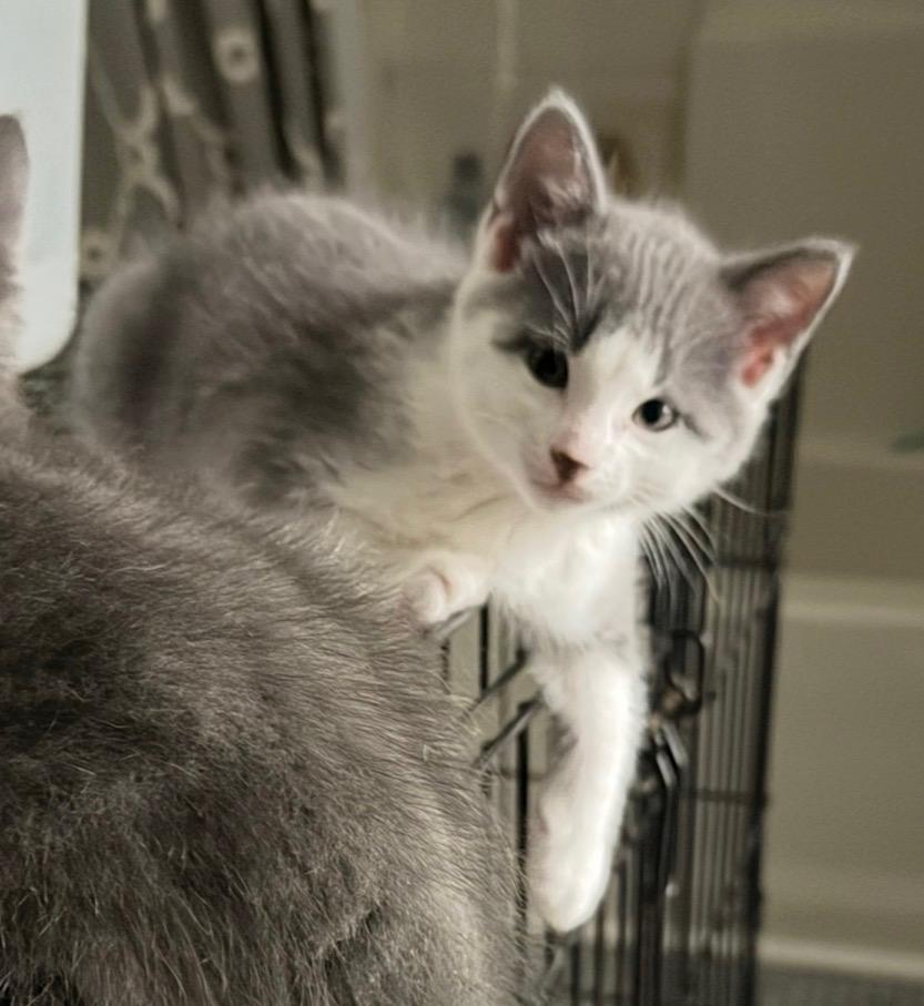 Enlarge Graham, a Adoptable Domestic Medium Hair in Lorain, OH image 4/4