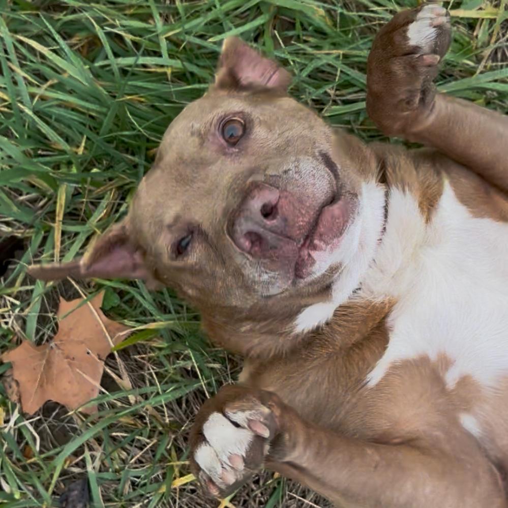 Enlarge Trooper, a Adoptable Pit Bull Terrier in Nashville, TN image 1/6