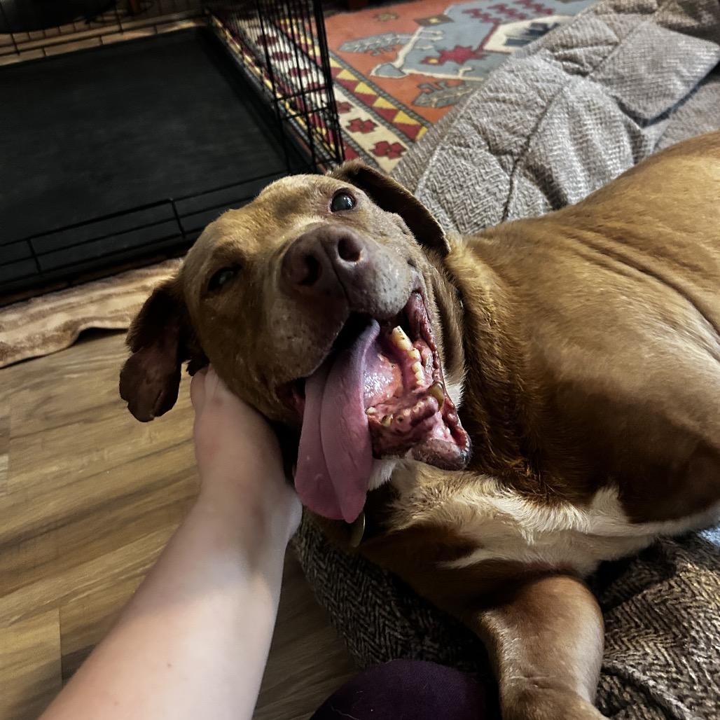 Enlarge Trooper, a Adoptable Pit Bull Terrier in Nashville, TN image 2/6