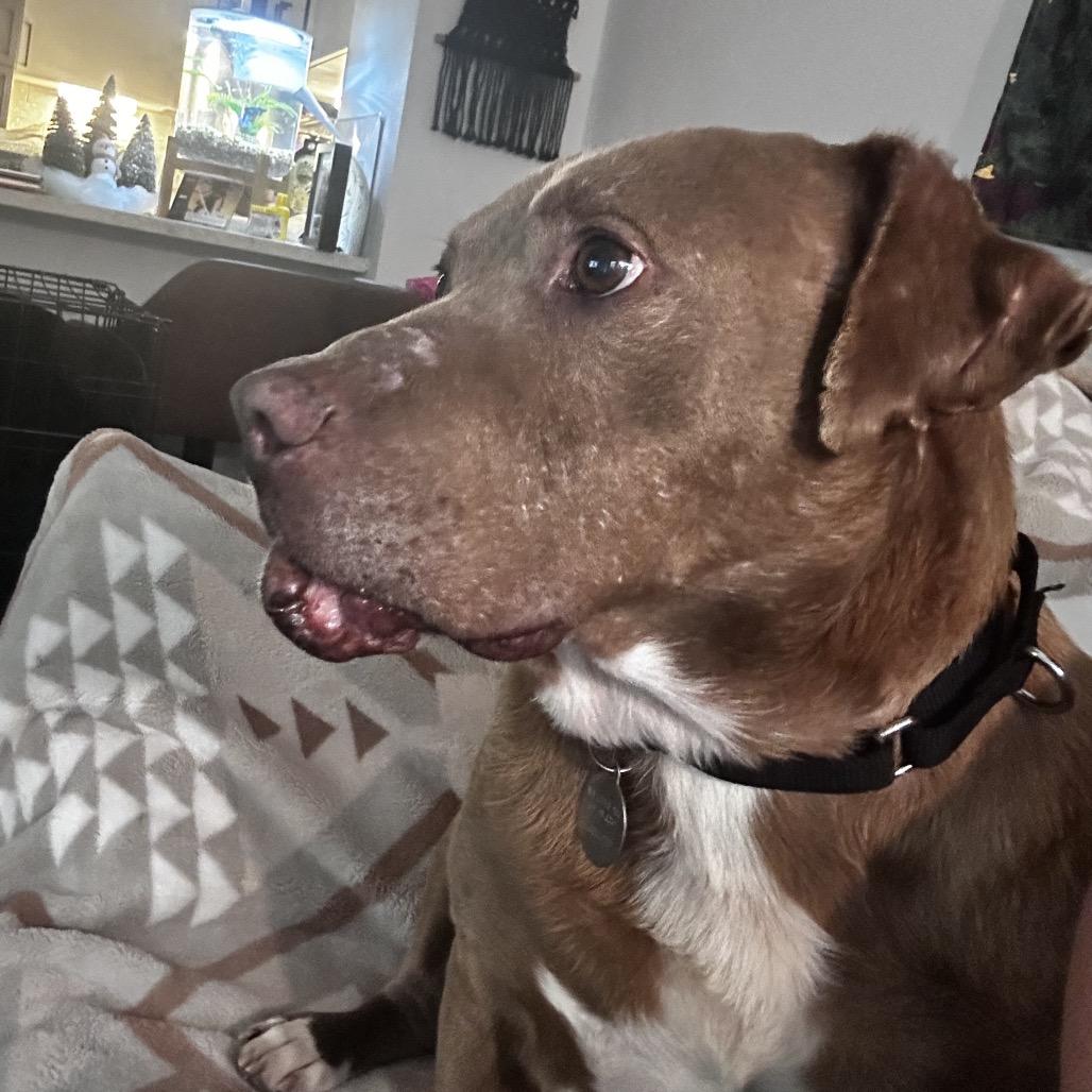 Enlarge Trooper, a Adoptable Pit Bull Terrier in Nashville, TN image 3/6