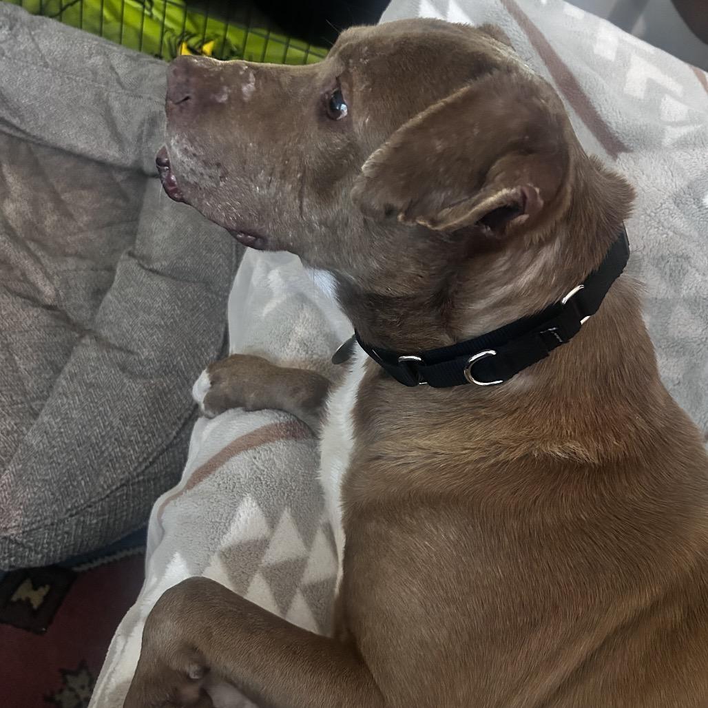 Enlarge Trooper, a Adoptable Pit Bull Terrier in Nashville, TN image 4/6