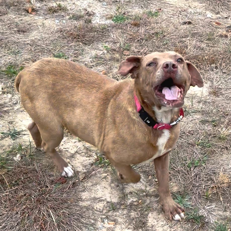 Enlarge Trooper, a Adoptable Pit Bull Terrier in Nashville, TN image 5/6
