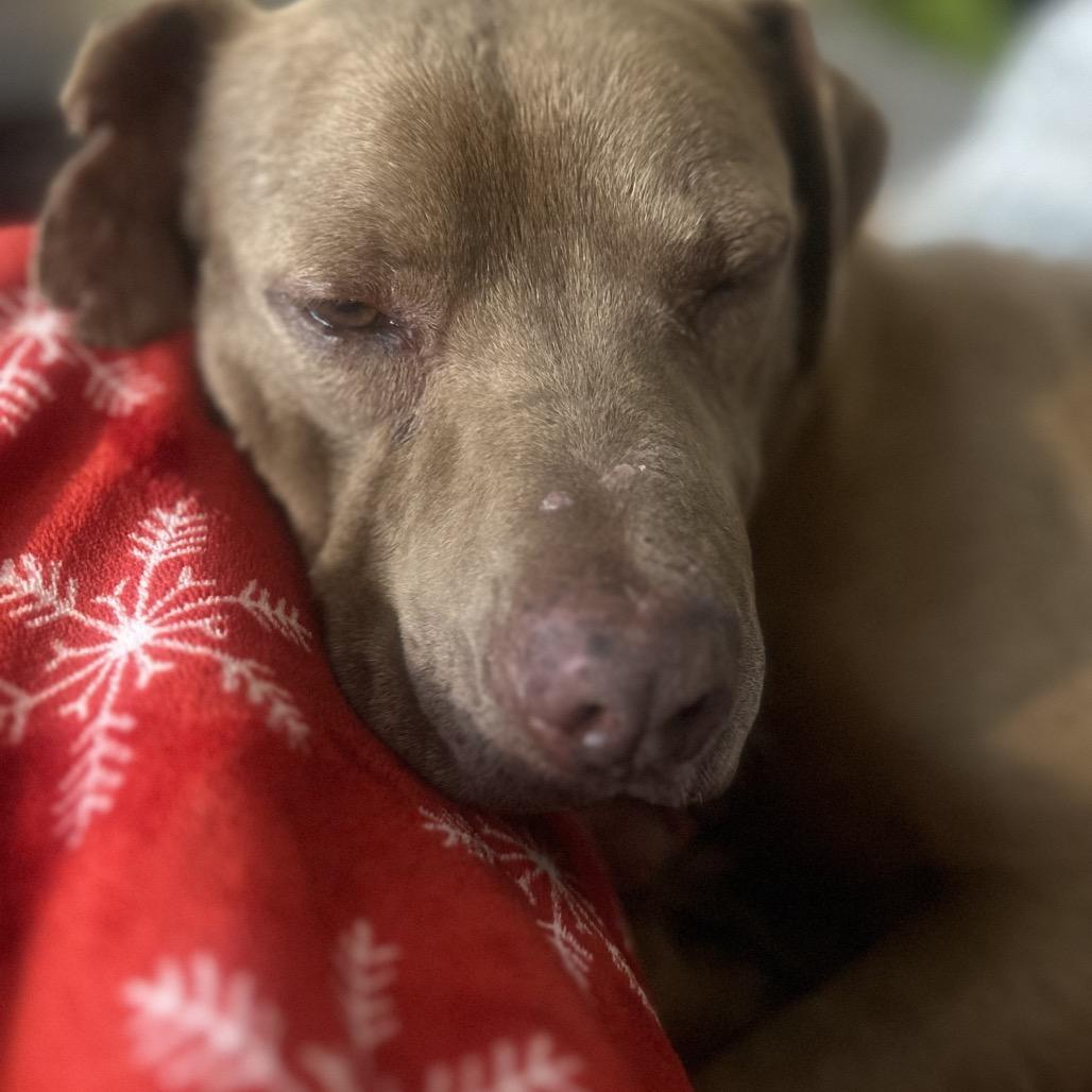 Enlarge Trooper, a Adoptable Pit Bull Terrier in Nashville, TN image 6/6