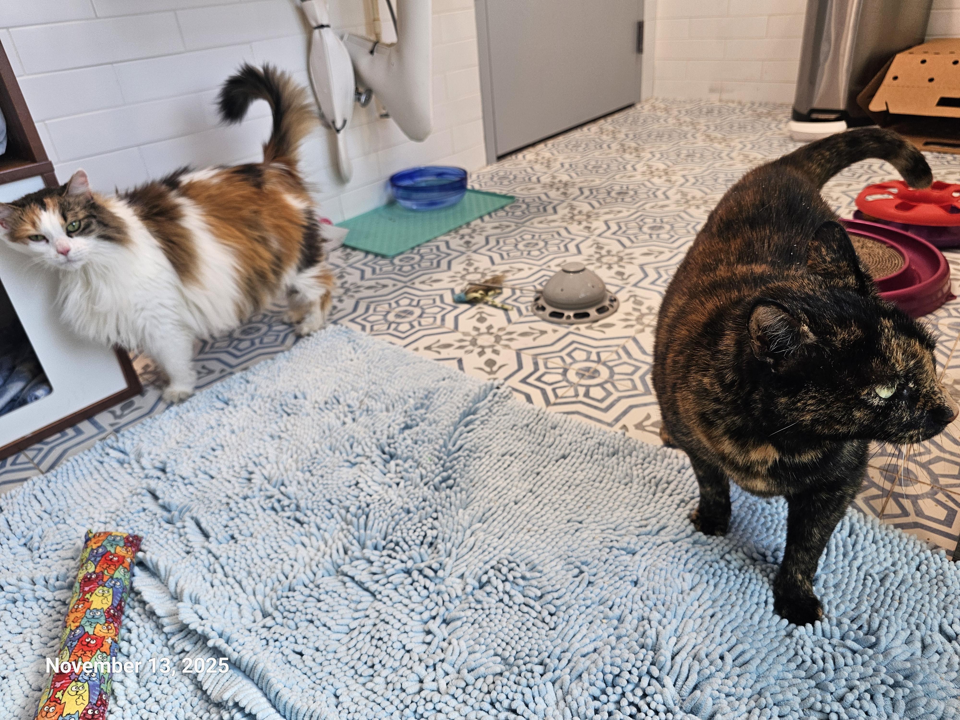 Enlarge Hope Davis, a Adoptable mixed breed in St Petersburg, FL image 1/6