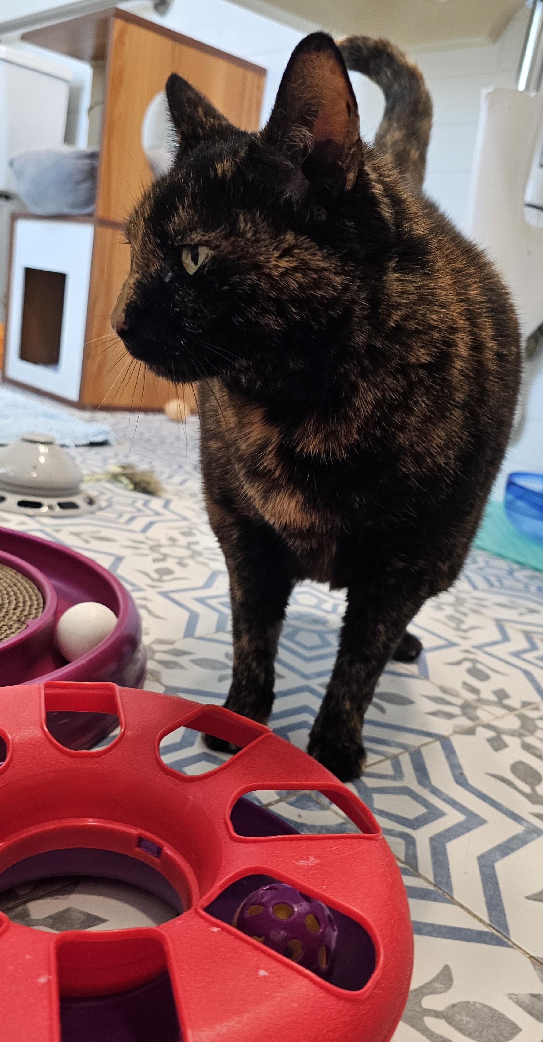 Enlarge Hope Davis, a Adoptable mixed breed in St Petersburg, FL image 4/6