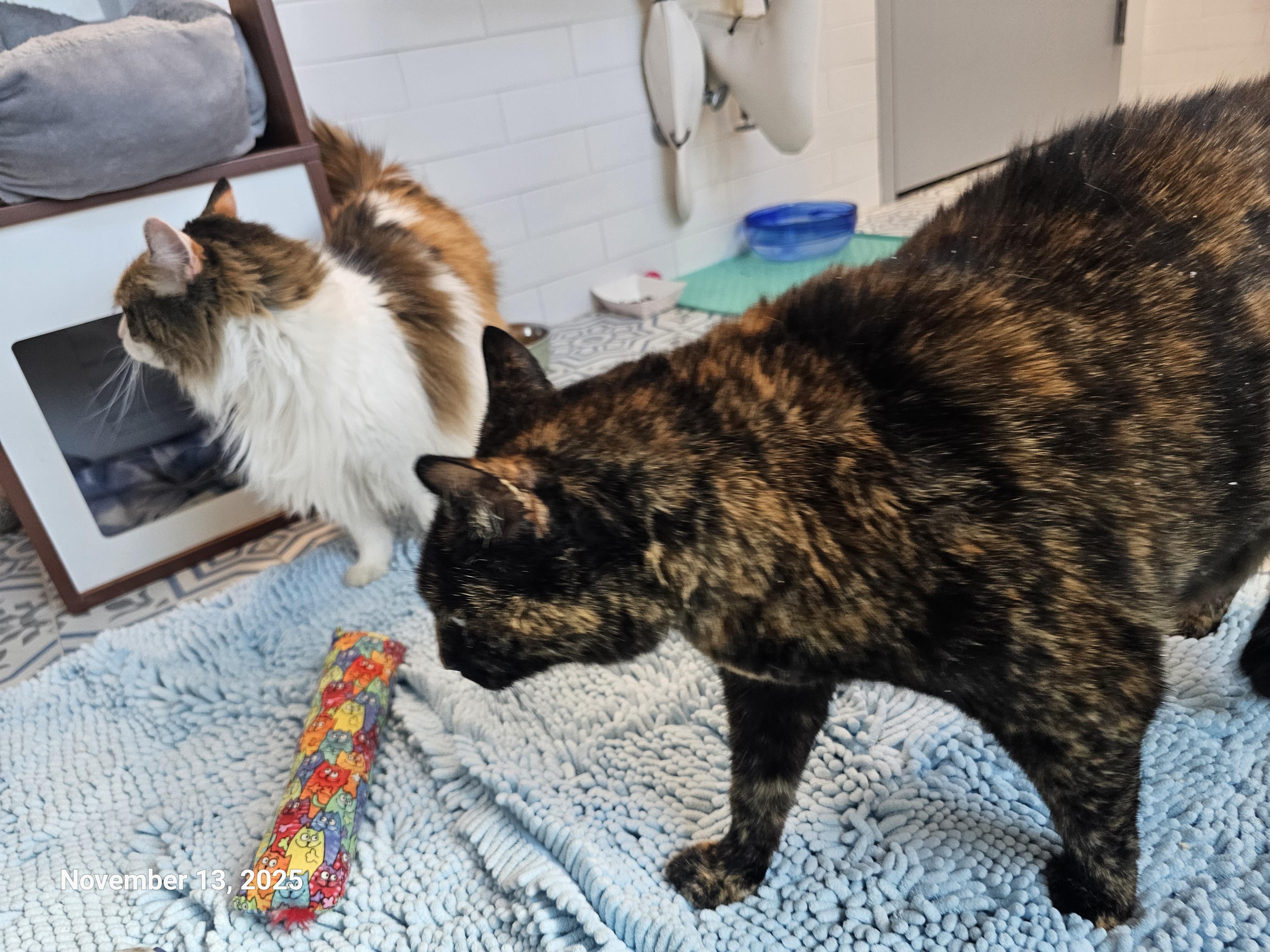 Enlarge Hope Davis, a Adoptable mixed breed in St Petersburg, FL image 5/6