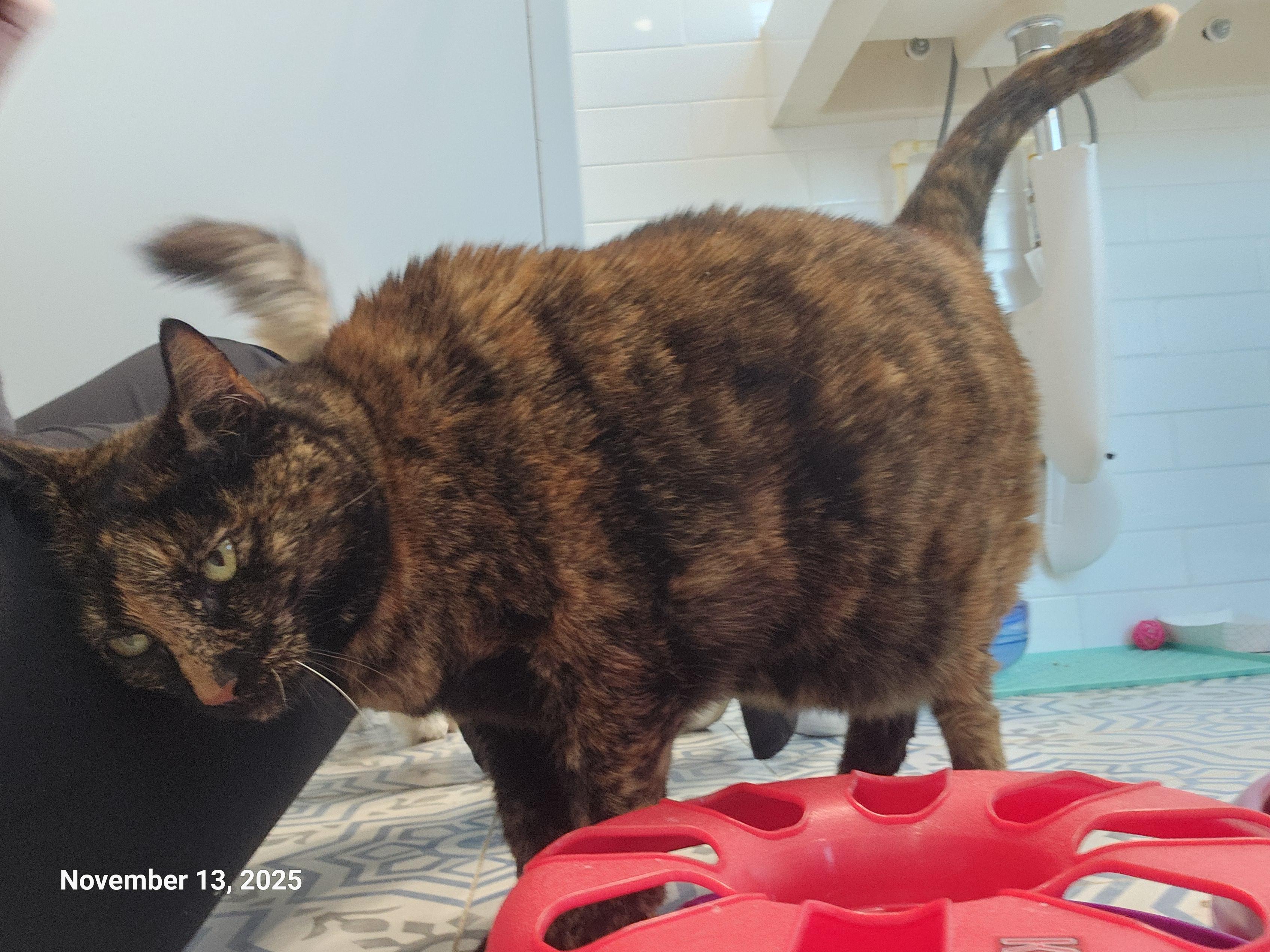 Enlarge Hope Davis, a Adoptable mixed breed in St Petersburg, FL image 6/6