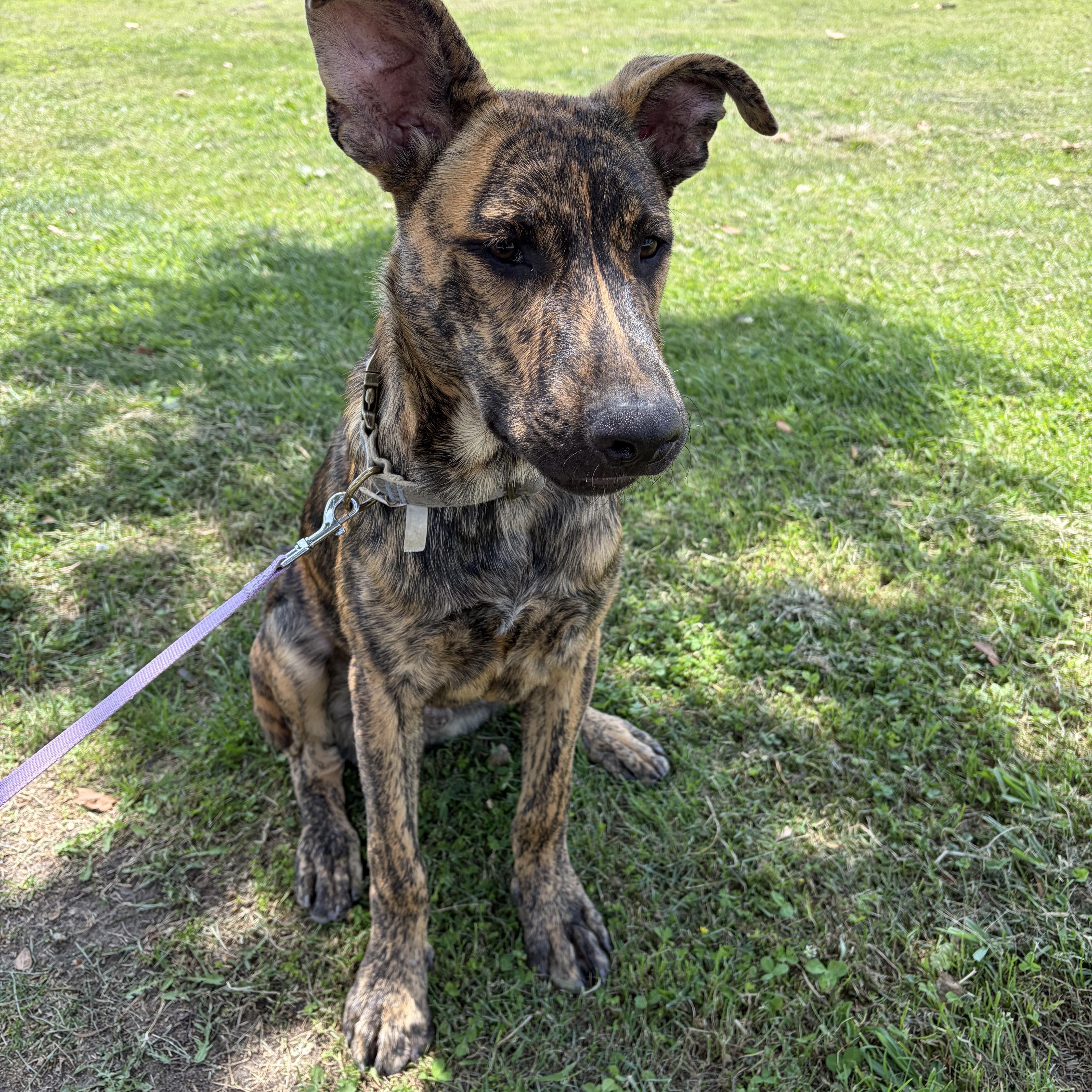 Enlarge Chief, a ADOPTABLE mixed breed in Poway, CA image 1/5