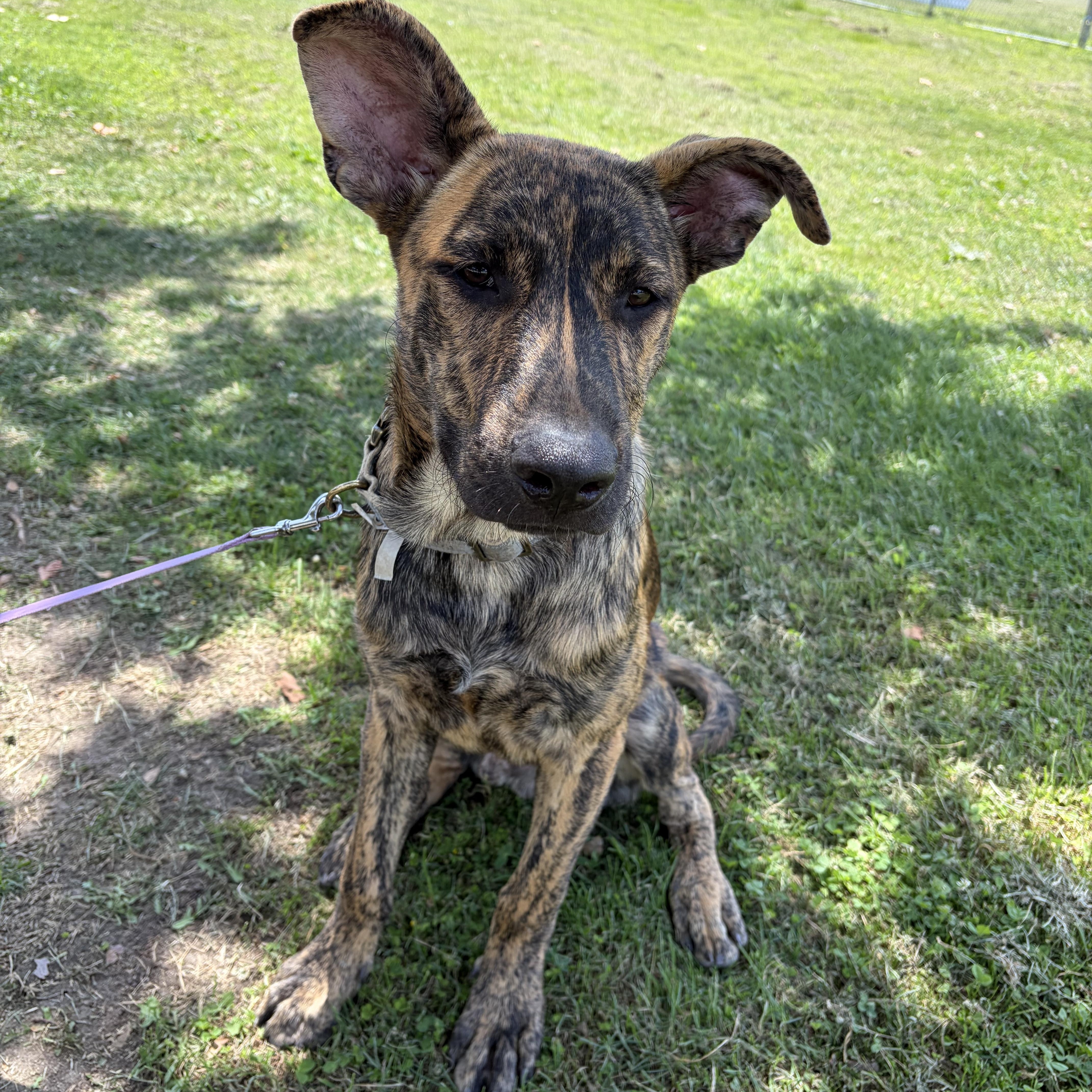Enlarge Chief, a ADOPTABLE mixed breed in Poway, CA image 2/5