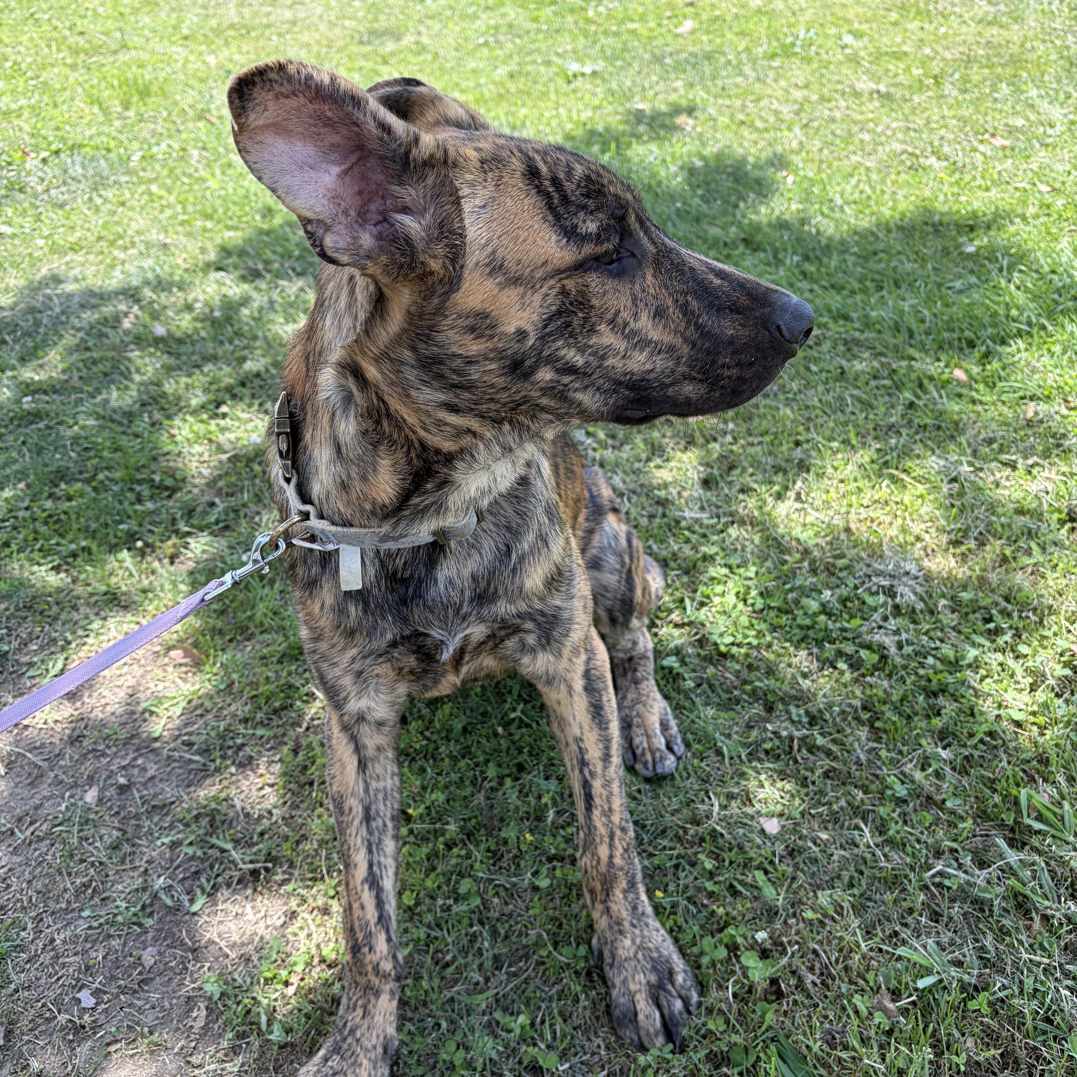 Enlarge Chief, a ADOPTABLE mixed breed in Poway, CA image 3/5