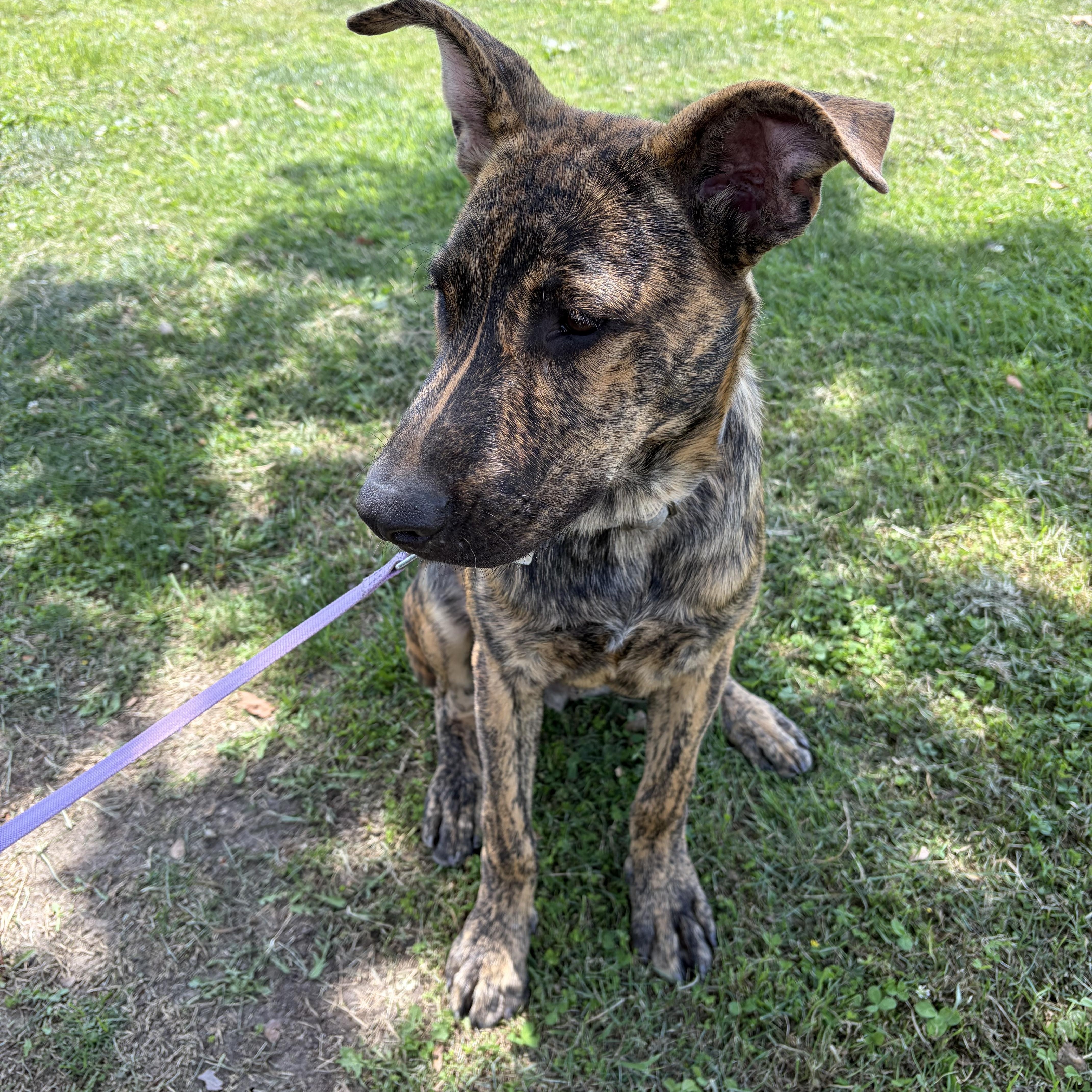 Enlarge Chief, a ADOPTABLE mixed breed in Poway, CA image 4/5