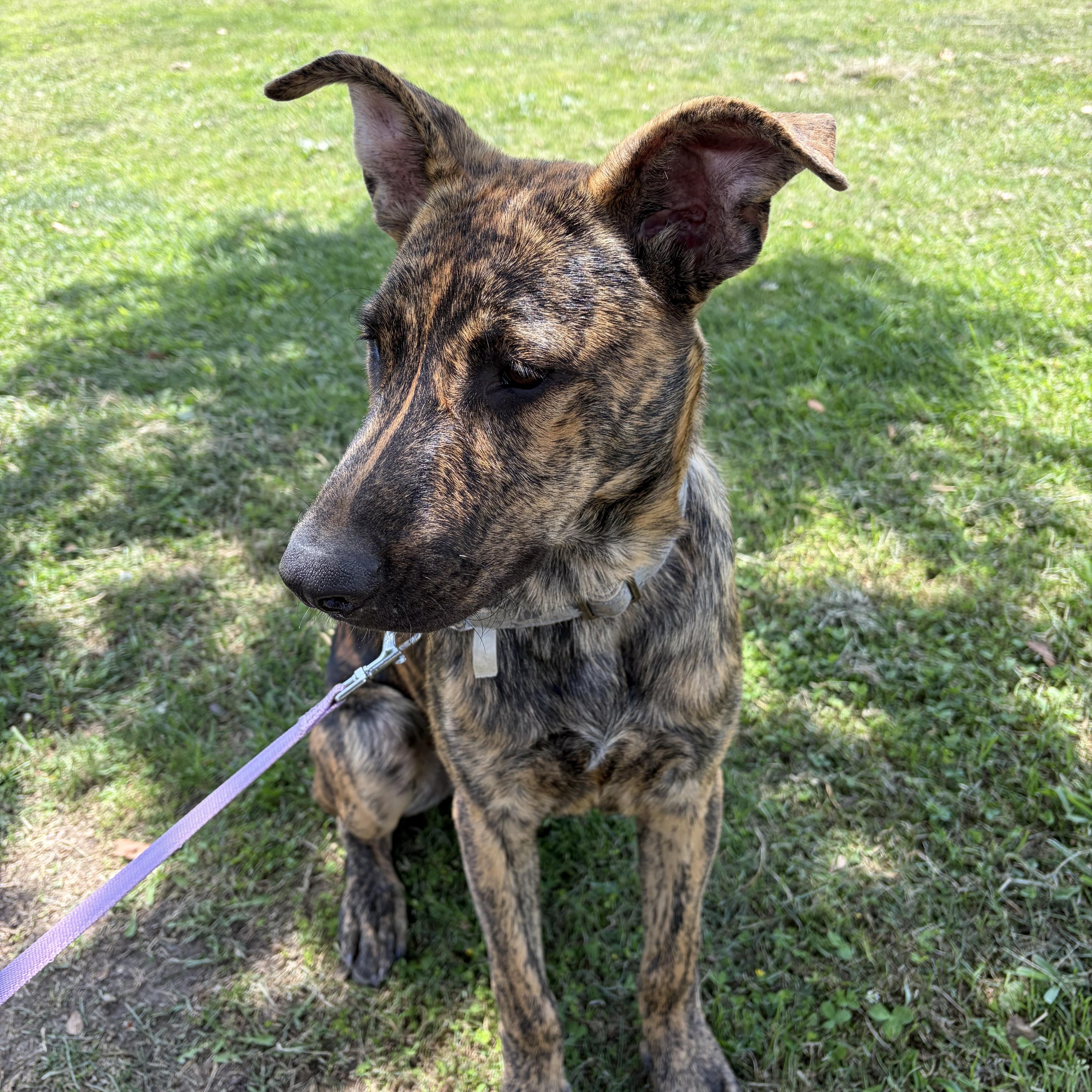 Enlarge Chief, a ADOPTABLE mixed breed in Poway, CA image 5/5