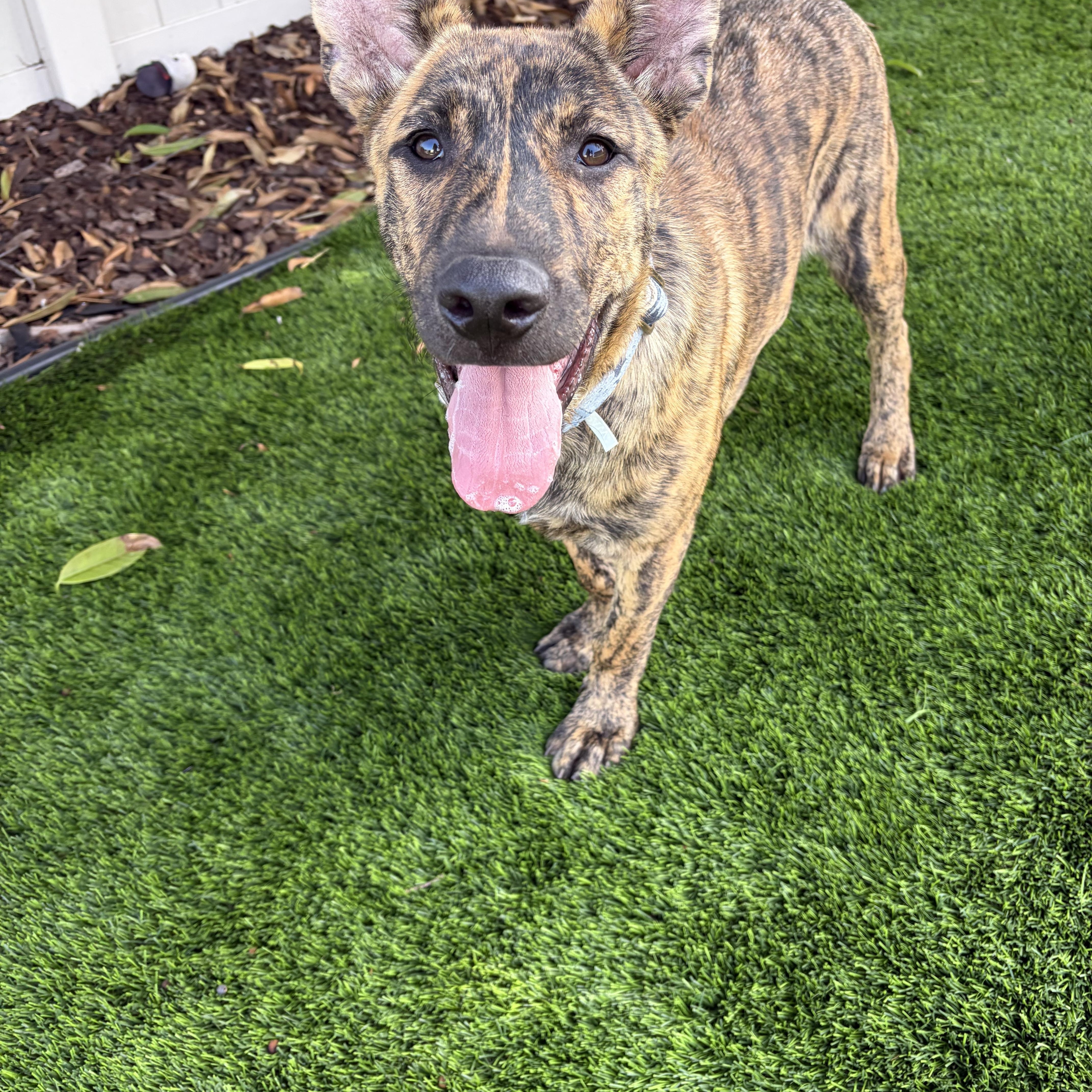 Enlarge Chief, a ADOPTABLE mixed breed in Poway, CA image 2/3