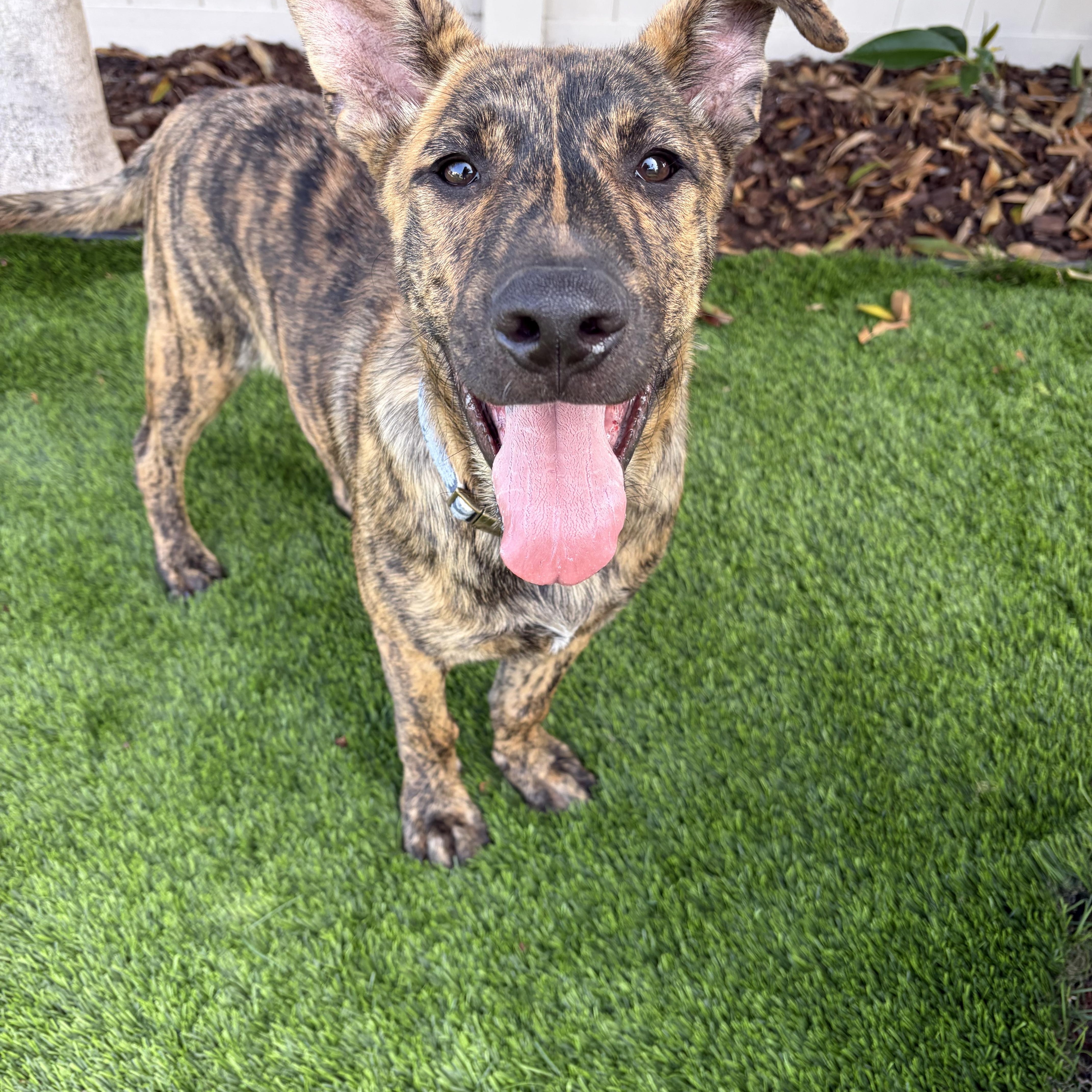 Chief, ADOPTABLE, Puppy Male Plott Hound & Shepherd.