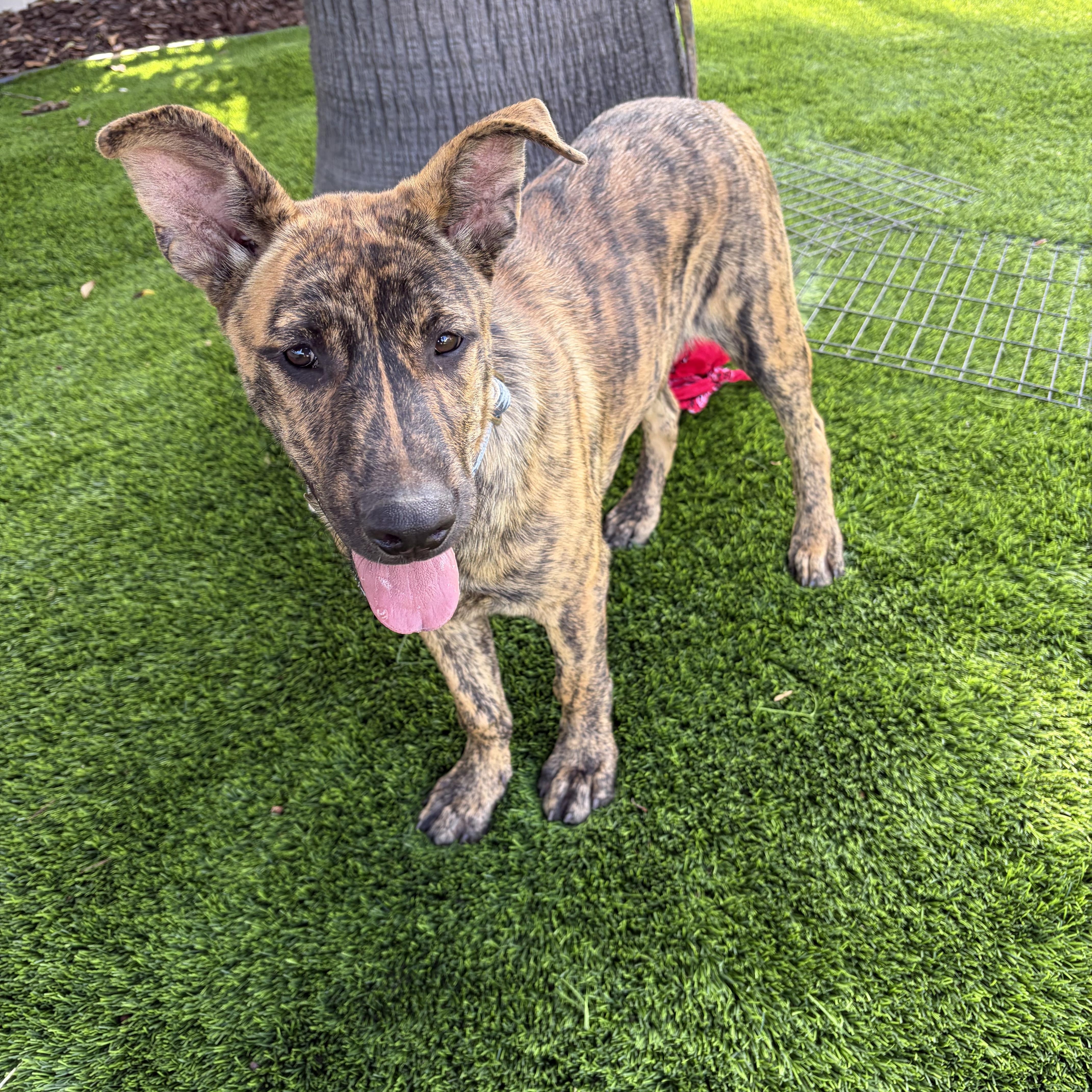 Enlarge Chief, a ADOPTABLE mixed breed in Poway, CA image 3/3