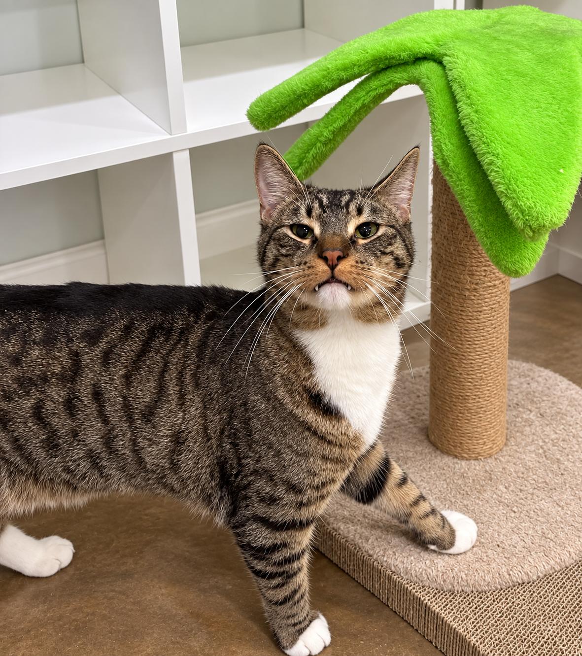 Enlarge Pickle, a Adoptable Domestic Short Hair in Millington, TN image 2/3