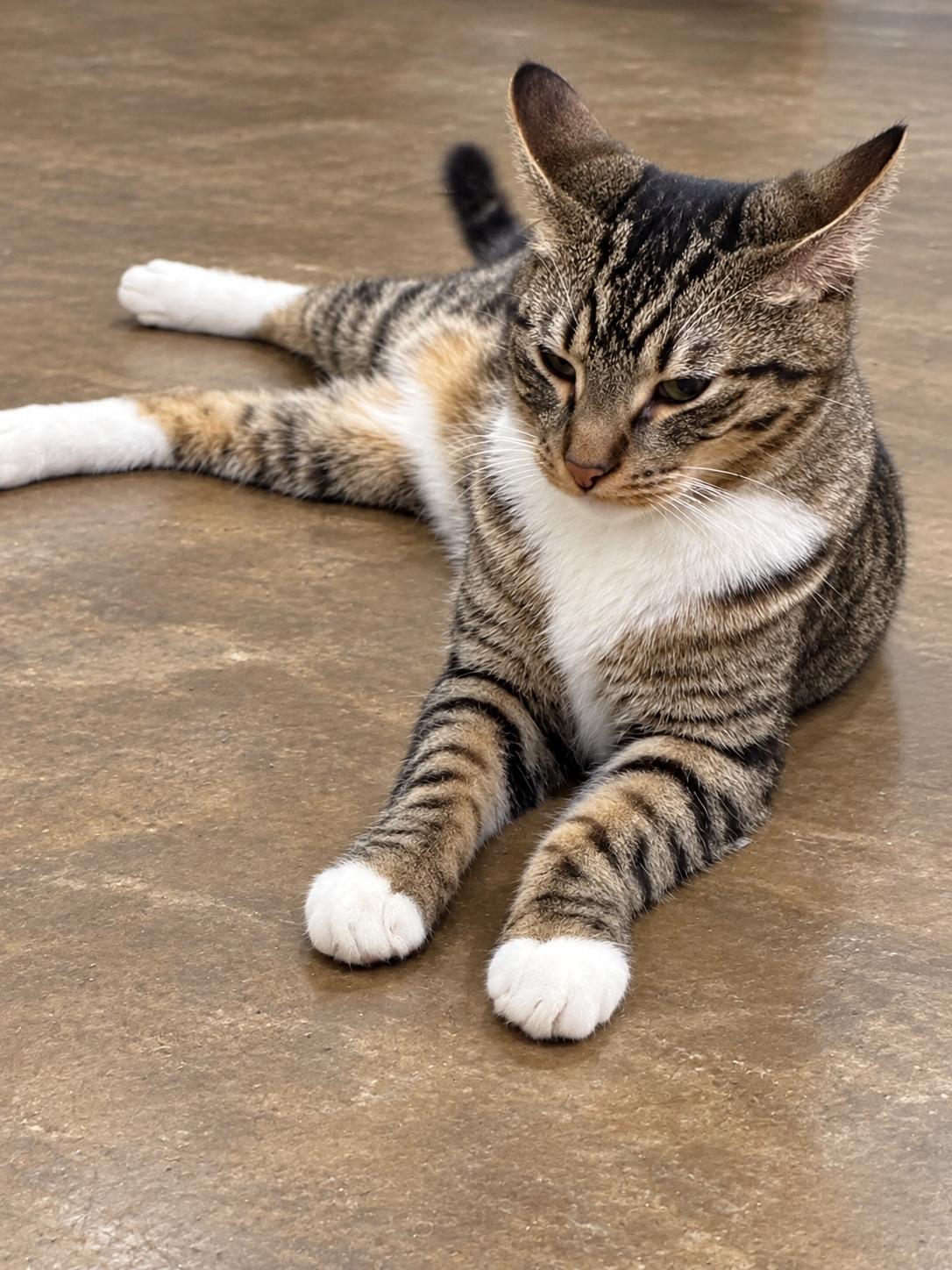 Enlarge Pickle, a Adoptable Domestic Short Hair in Millington, TN image 3/3