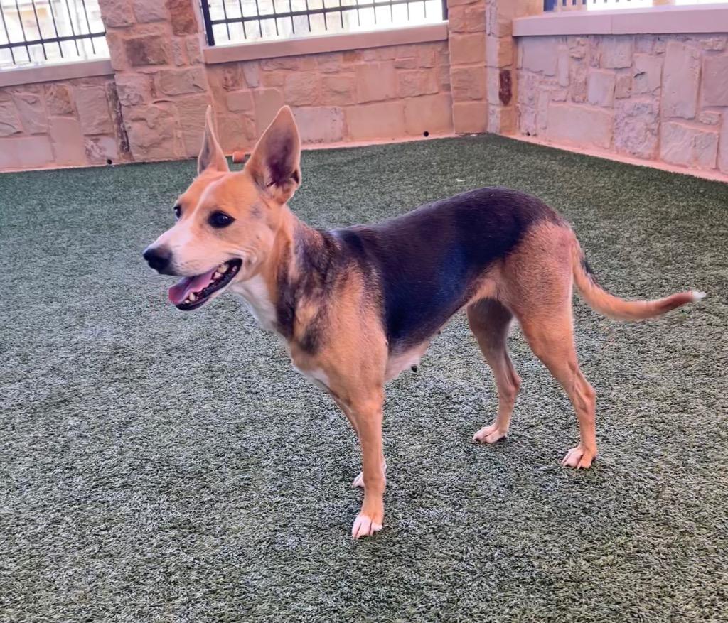 Enlarge Breezy, a Adoptable mixed breed in Seguin, TX image 1/4