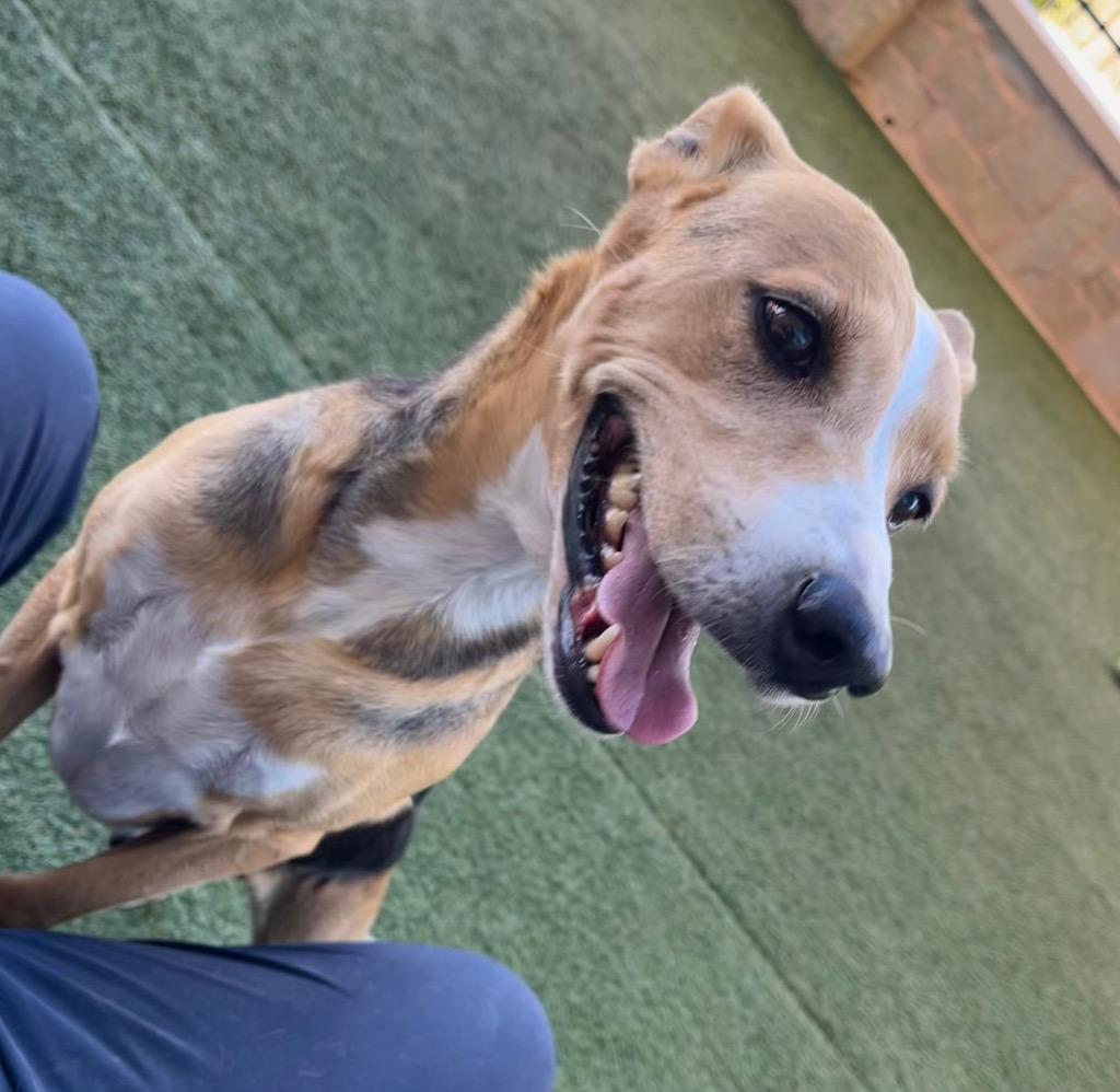 Enlarge Breezy, a Adoptable mixed breed in Seguin, TX image 2/4