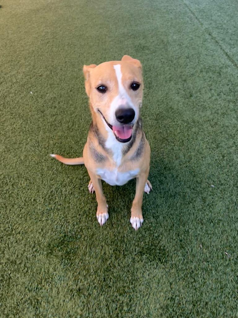 Enlarge Breezy, a Adoptable mixed breed in Seguin, TX image 3/4