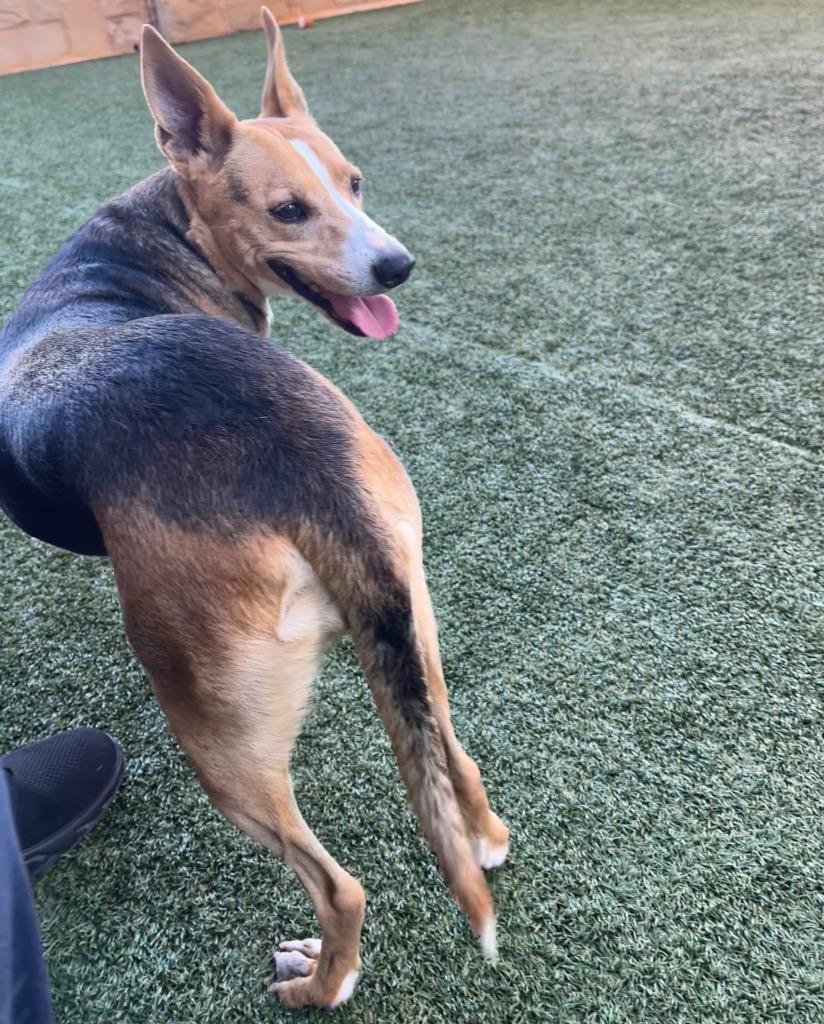 Enlarge Breezy, a Adoptable mixed breed in Seguin, TX image 4/4