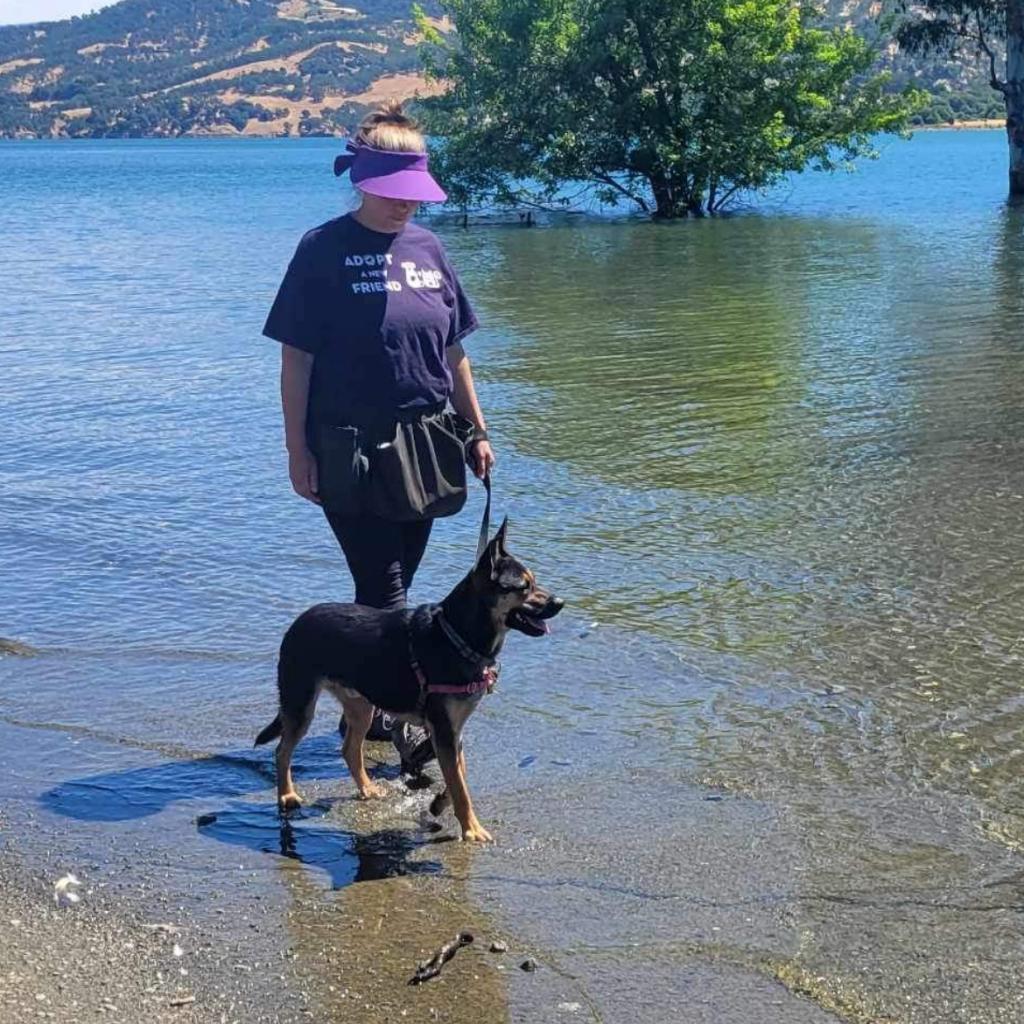 Enlarge Broder, a Adoptable Mixed Breed in Redwood Valley, CA image 4/6